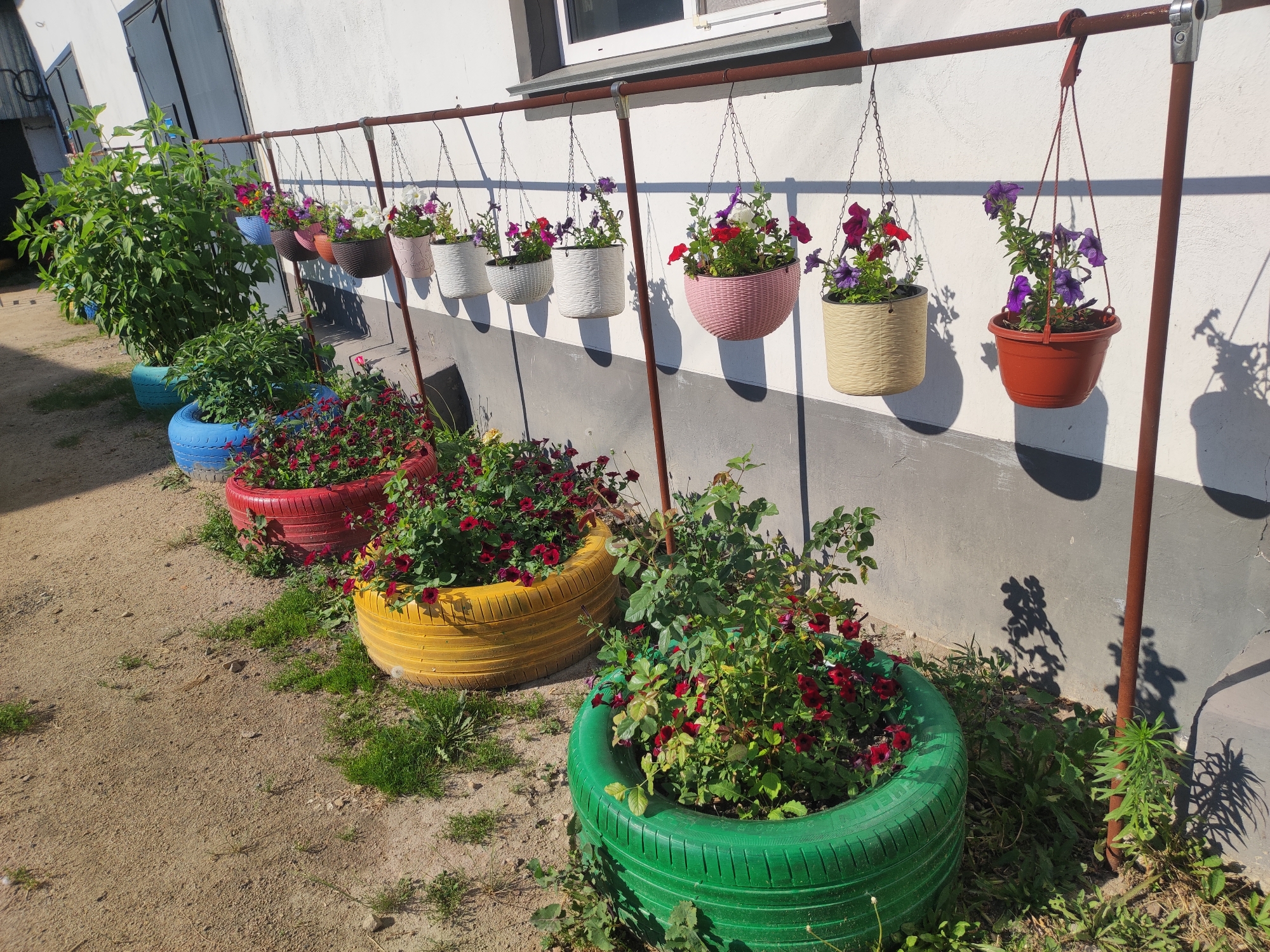 In Petropavl City Administration, Kazakhstan, a row of repurposed tire planters filled with flowering plants lines the base of a white building. The planters are painted in vibrant colors, including red, yellow, and green. Above, several hanging planters with colorful petunias are suspended from a rusty metal pole. The ground is covered with dirt and sparse green grass. The scene is illuminated by bright sunlight, casting shadows from the plants and planters onto the building's wall.
