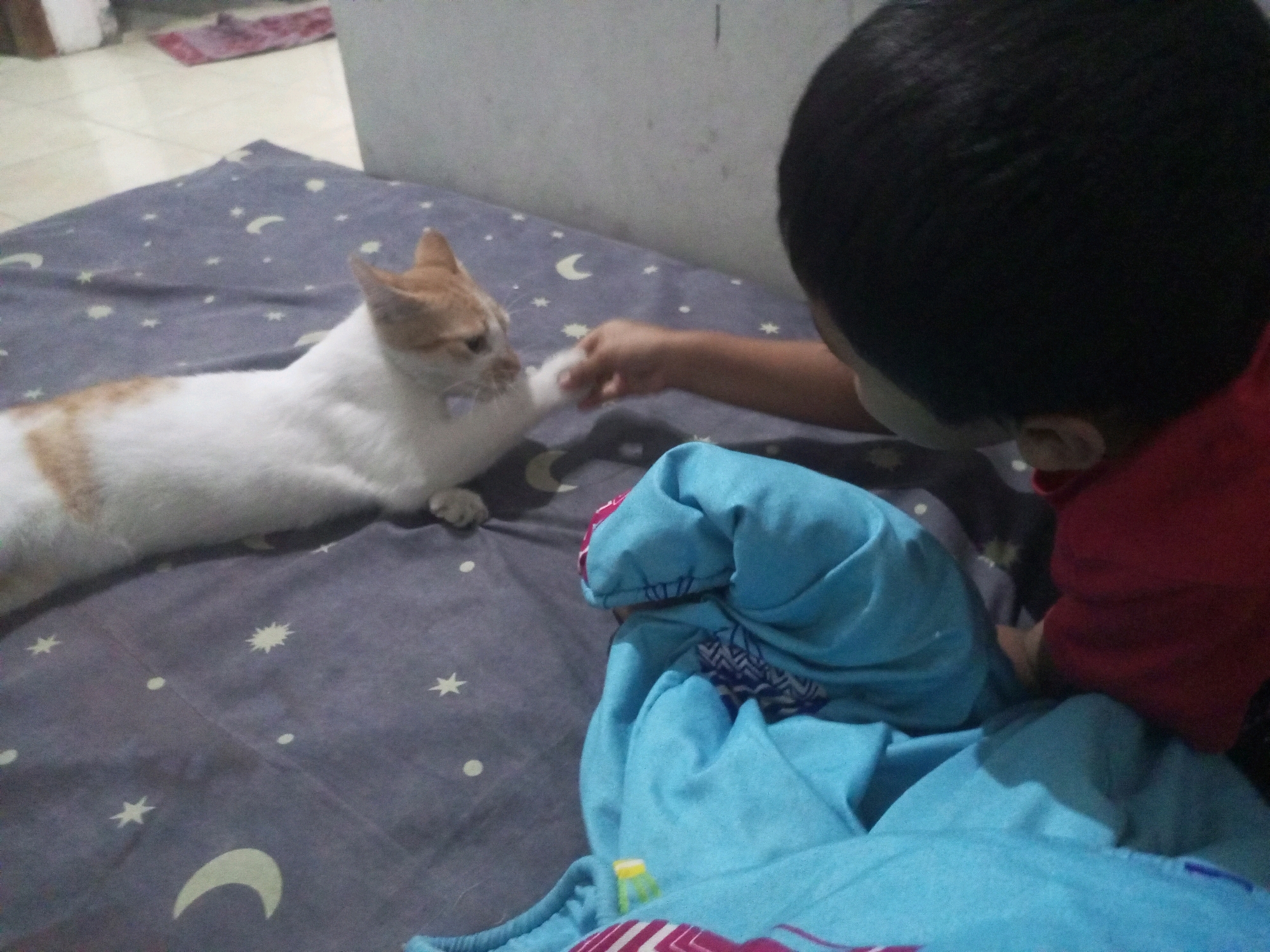 In a bedroom in Ngasem, Indonesia, a ginger and white cat is lying on a bed with a blue blanket patterned with moons and stars. A child, wearing a red shirt, is gently touching the cat's paw. The scene suggests a moment of gentle interaction between a child and a pet.