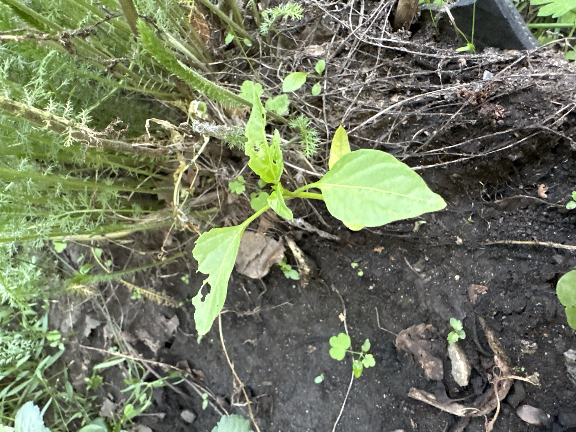The image shows a close-up view of a small green plant with heart-shaped leaves growing in dark soil. The plant is in the foreground and is the main subject of the image. The soil is rich and dark, with some dried leaves and twigs scattered on it. In the background, there are taller, leafy green plants with thin, branching stems. The lighting suggests it is daytime, possibly outdoors. There are no people or animals visible in the image. The scene appears to be a garden or natural environment. The location is in the city of Biysk, Russia, at a residential address.