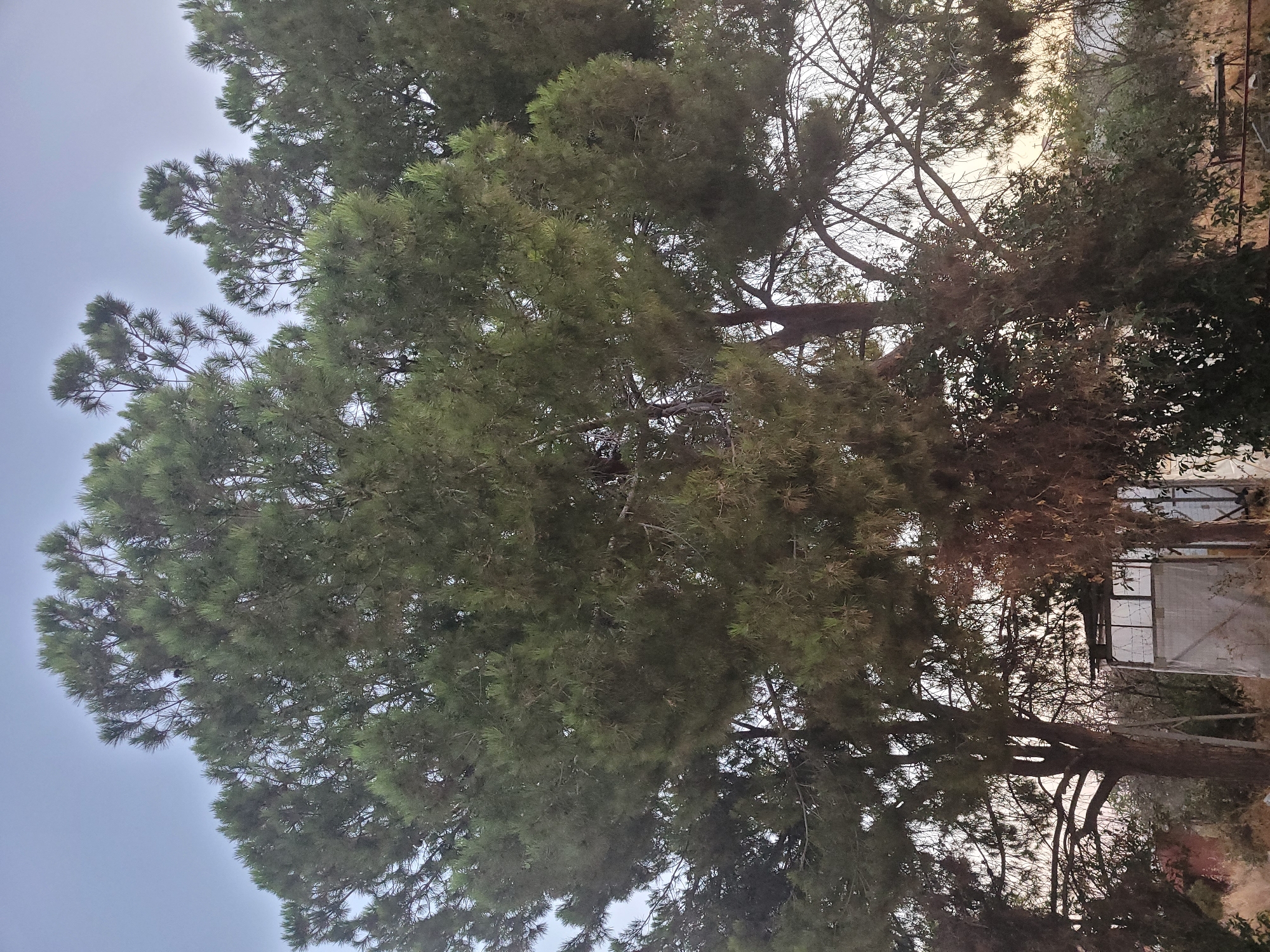 The image captures a view of large pine trees in Kolossi, Cyprus, with a partially constructed or unfinished building structure visible in the background. The sky is overcast, suggesting it might be early morning or late evening. The trees are dense with green needles, obscuring much of the sky and the building. The building appears to be a white, cuboid structure with some windows or openings, possibly a small shed or utility building. There is barbed wire visible around the building, hinting at some form of enclosure or security. The ground is covered with dry vegetation and some debris, indicating a rural or semi-rural setting. The overall impression is one of a natural landscape with some human intervention.