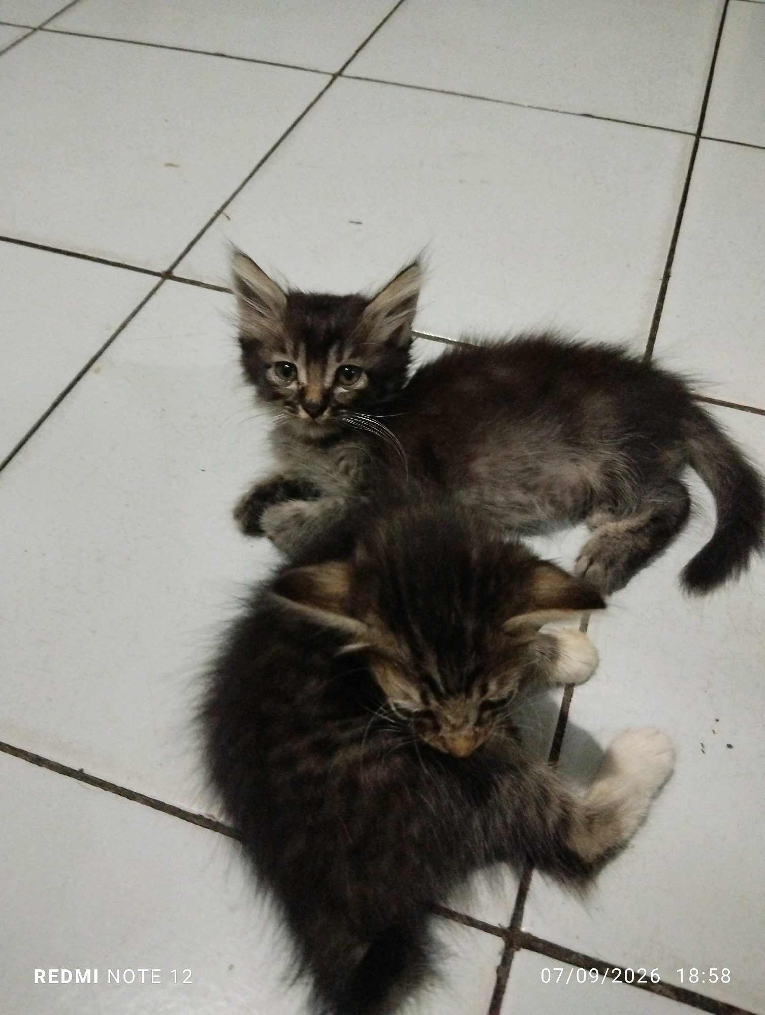 Two young, fluffy kittens, one brown and black tabby and the other primarily black with some brown tabby markings, are lying on a white tiled floor. The kitten in the foreground is curled up with its head down, while the kitten in the background is sitting up and looking towards the camera. Both kittens have distinctive tabby markings on their faces and bodies, and their fur appears somewhat messy, indicating they are likely young. The floor tiles are laid out in a grid pattern with dark grout lines. The overall lighting suggests an indoor environment, possibly a home. The timestamp on the image indicates it was taken on September 7, 2026, at 18:58. The text "REDMI NOTE 12" in the lower left corner suggests the image was captured using a Redmi Note 12 smartphone. There is no indication of the specific location within Bekasi, Indonesia.