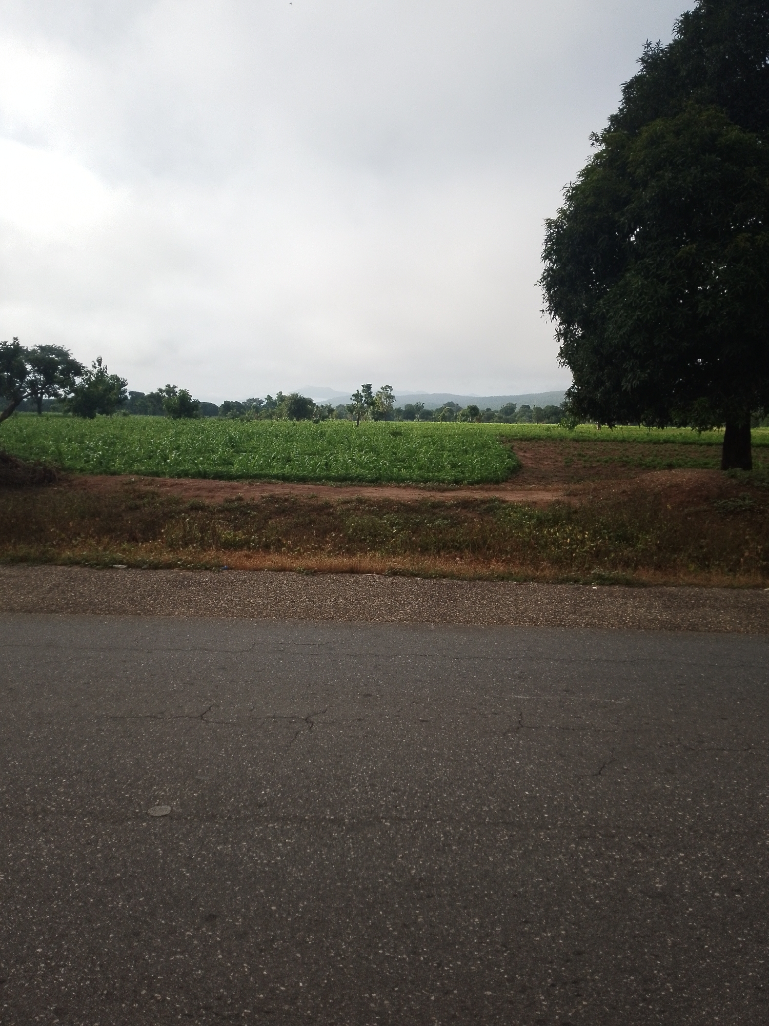 The image shows a rural landscape under a cloudy sky. In the foreground, a paved road runs horizontally across the bottom of the frame. Beyond the road, there is a strip of dry, grassy embankment. Further back, a green field of crops stretches across the middle ground, bordered by a dirt path. Several trees are visible in the distance, and a large, dark green tree stands prominently on the right side of the frame. The background features rolling hills under a hazy sky. There are no people or animals visible in the image. The scene depicts an agricultural area in a natural setting.