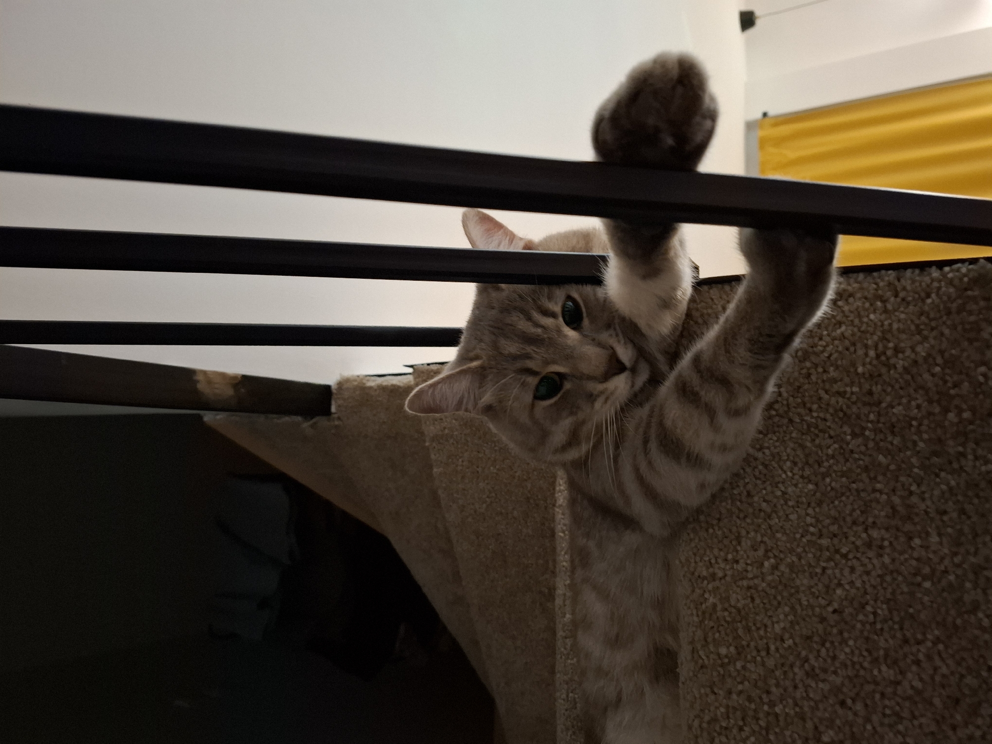 A tabby cat is lying on a carpeted staircase, its front paws resting on the banister. The cat is facing the camera with its head tilted slightly to the left, and its eyes are open. The staircase is dimly lit, with a bright yellow curtain visible in the background.