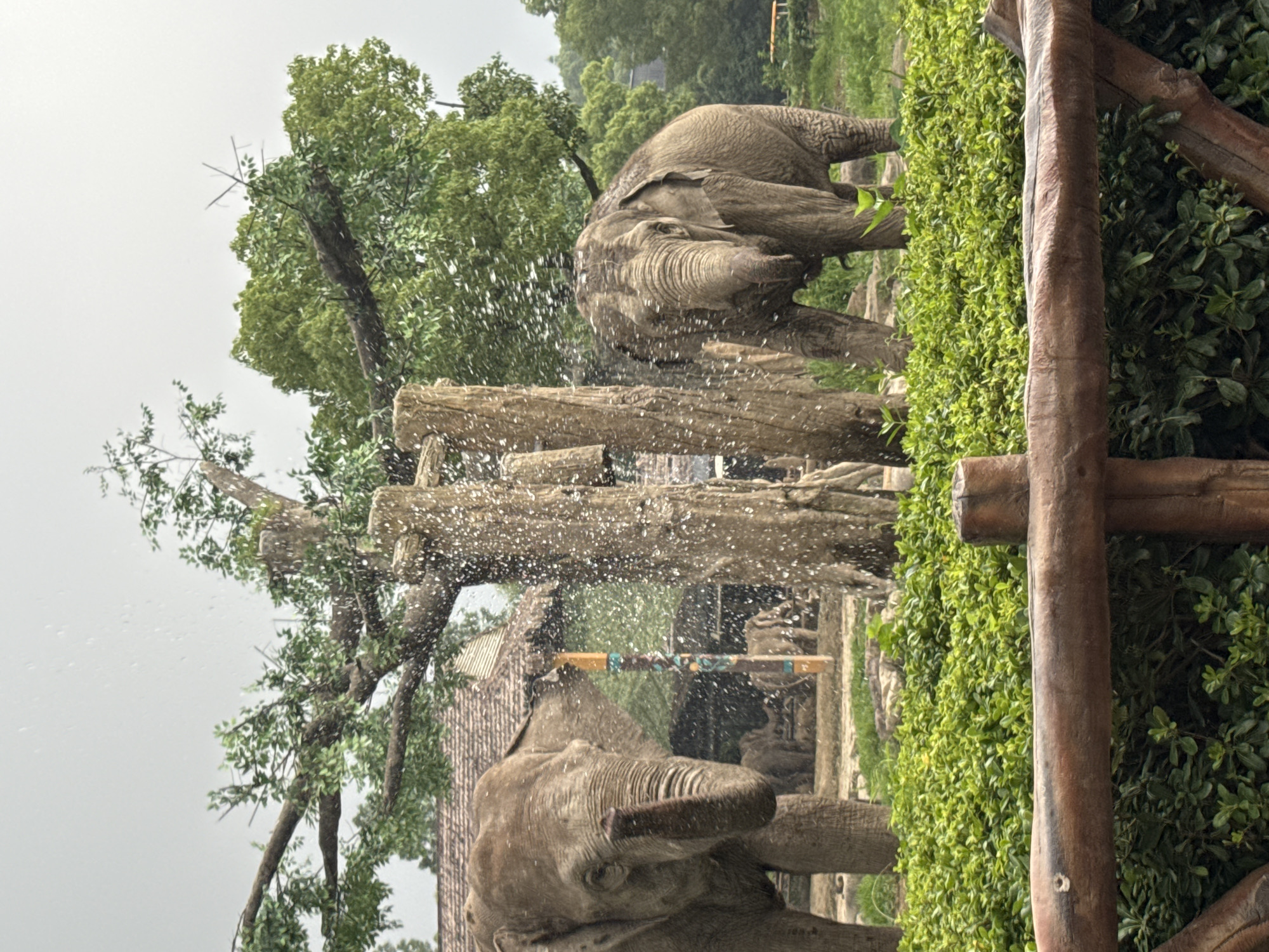 This image depicts a naturalistic enclosure at the Shanghai Zoo in Pudong, China, featuring two adult Asian elephants. In the foreground, a thick hedge of lush green bushes is bordered by a rustic wooden fence. Behind the fence, a mature tree with a thick trunk and branches extends upwards, with a rustic wooden structure to its right. Water droplets are visible in the air, suggesting a recent watering or spray. The elephant on the left is partially obscured by the tree and faces the viewer, its trunk raised. The elephant on the right is fully visible and is actively spraying water from its trunk. In the background, a traditional building with a thatched roof and a wooden pole stands to the left of the elephants, and more trees and foliage are visible. The sky is overcast.