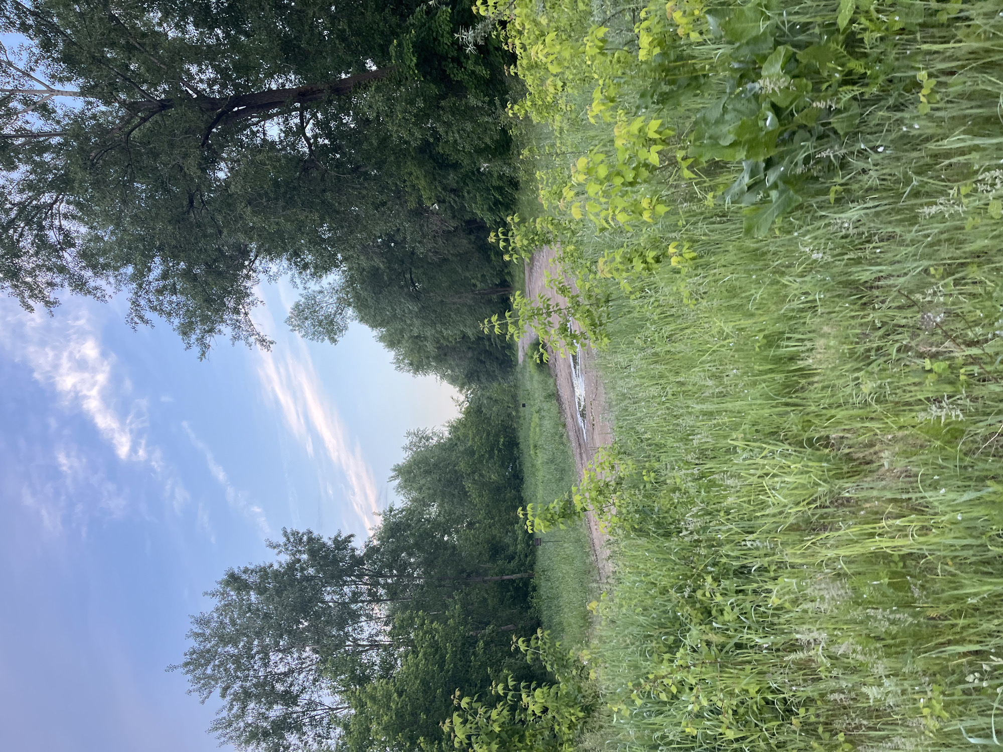 The image displays a serene natural landscape, featuring a dirt path winding through lush greenery under a clear sky. The path, visible in the middle ground, shows a small puddle, suggesting recent rainfall or damp conditions.
On the left side of the path, a dense wall of tall, leafy trees with dark green foliage creates a natural boundary, their branches extending towards the sky. On the right side, the terrain is covered with vibrant green tall grass and various bushes, some with lighter green leaves, adding texture and depth to the scene.
The sky, visible above the trees on the upper left, is a soft, clear blue adorned with delicate, wispy white clouds, indicating good weather. The overall lighting is gentle and diffused, characteristic of either early morning or late afternoon.
No people or man-made objects, aside from the worn path, are visible, contributing to a tranquil and untouched natural atmosphere. No visible text is present. The scene depicts a quiet, green expanse, consistent with the provided location context of Chaikovsky, Russia.