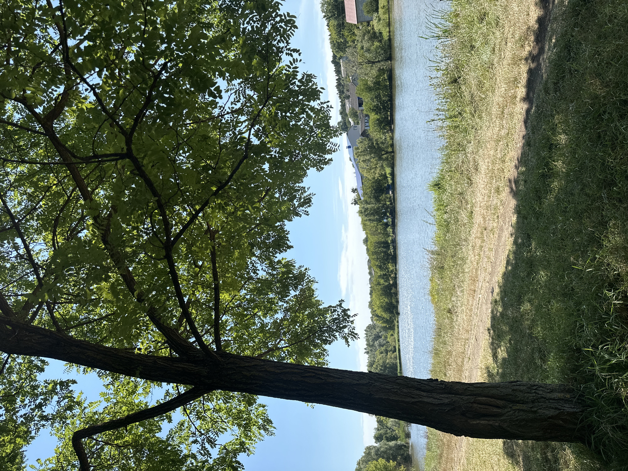 The image captures a serene waterside scene on a sunny day, with a prominent tree in the foreground. The tree, with its rough bark and full green foliage, casts a shadow onto the grassy ground. Beyond the tree, a tranquil body of water reflects the bright blue sky, which is dotted with a few wispy clouds. Along the far bank of the water, a line of lush green trees and vegetation is visible, interspersed with a few houses, suggesting a rural or semi-rural settlement. The overall impression is one of peacefulness and natural beauty. This scene is located in the village of Makiv, Ukraine, likely near a river or lake that is a characteristic feature of the area.