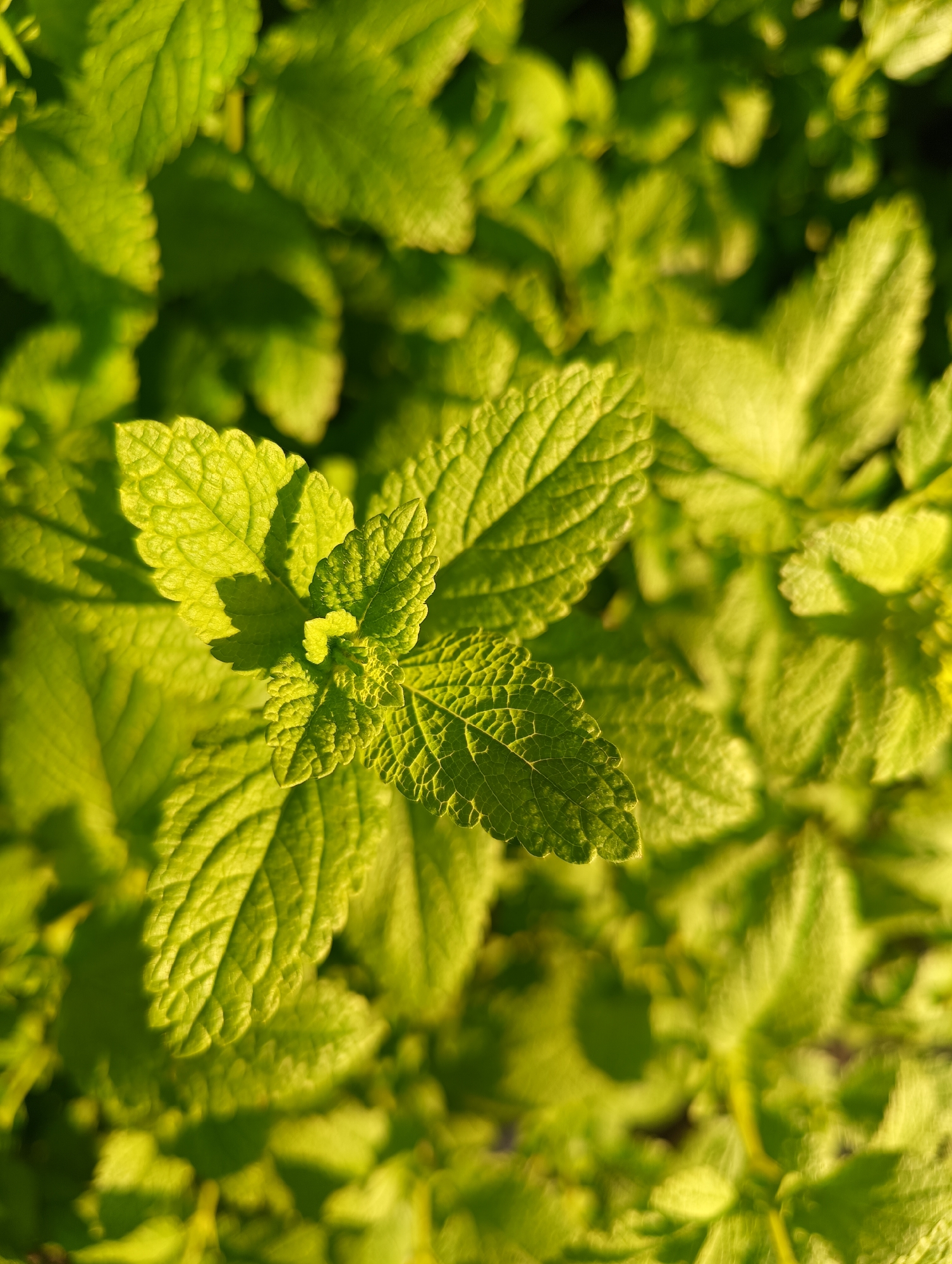 A close-up, top-down shot showcases a cluster of vibrant green plant leaves, likely a herb such as mint or lemon balm, illuminated by bright natural sunlight. The central leaves in the foreground are sharply in focus, revealing intricate vein patterns, a distinctive crinkled texture, and serrated edges. The sunlight casts distinct shadows on the leaves, highlighting their three-dimensional form and texture. The overall color palette is dominated by fresh green and yellowish-green hues, suggesting healthy foliage. The background features numerous other leaves that are softly blurred due to a shallow depth of field, creating a rich, verdant backdrop. The lighting, with its warm, golden tones and strong contrast, suggests either morning or late afternoon sun. There is no visible activity or text in the image.