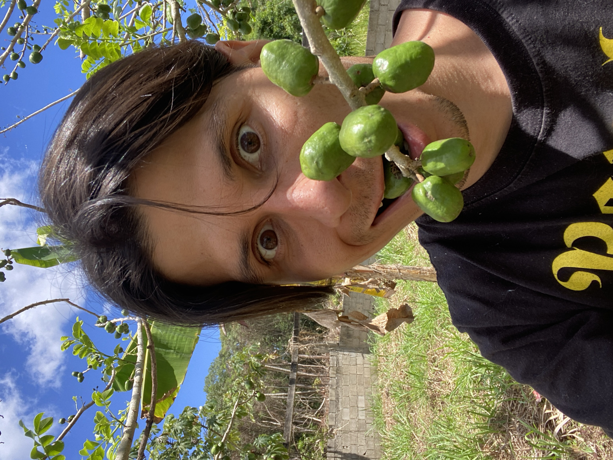An outdoor close-up image depicts a male individual, appearing to be in his late 20s to early 30s, interacting directly with a fruit-bearing tree in Los Velásquez, Venezuela. The individual has dark brown hair, parted, and dark brown eyes widely open, fixed on the camera. He wears a black short-sleeved t-shirt with a partially visible yellow design. A branch laden with multiple green, oval-shaped fruits, consistent with Spondias mombin (Jobo), is positioned directly in front of his face, with several fruits held within his open mouth. His expression conveys surprise or playfulness. The background features a patchy grass-covered ground, a partial concrete block wall, and wooden posts. Beyond these structures, dense tropical foliage and trees are visible under a clear blue sky with scattered white clouds. The scene is illuminated by bright daylight.