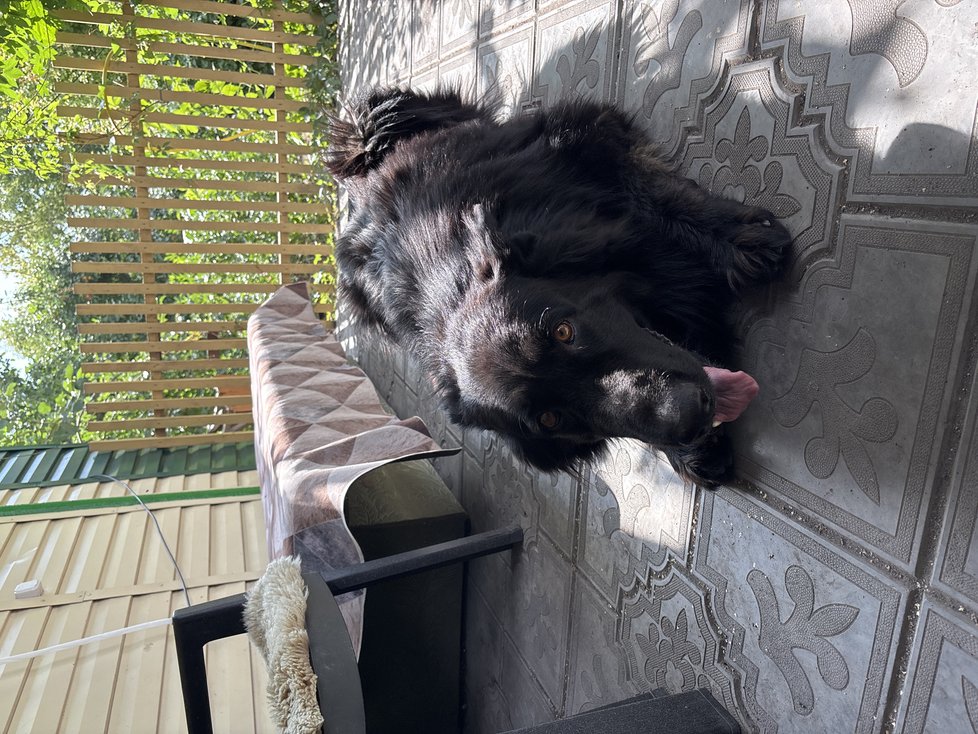 A black dog with long fur is lying on a tiled porch, with its tongue sticking out. The dog is facing the camera, and its eyes are open. In the background, there is a wooden fence and some greenery. The porch is covered by a patterned blanket. A chair with a furry cushion is visible on the left side of the image. The scene appears to be outdoors on a sunny day.