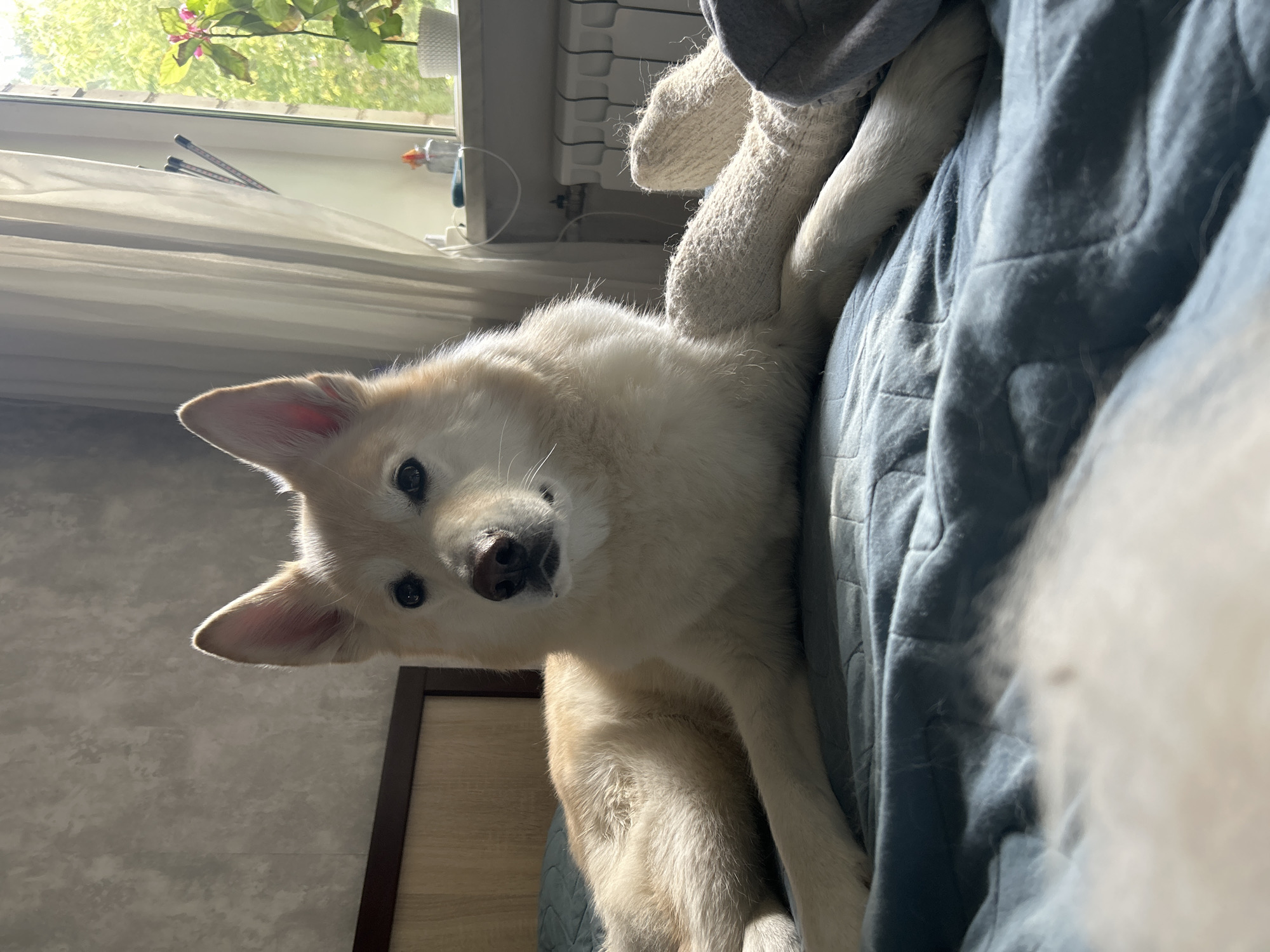 The image, taken in Khimki, Russia, features a light-colored dog with dark eyes and a dark nose. The dog is lying down on a quilted blue blanket, with its head turned towards the camera and its ears perked up. Behind the dog, a white, fuzzy object, possibly a sock or a stuffed toy, is visible, along with a grey blanket.
The setting appears to be indoors, near a window that lets in natural light, suggesting it's daytime. Sunlight is casting shadows and highlighting the dog's fur and the texture of the blanket. Through the window, greenery and some pink flowers are visible, hinting at an outdoor scene with vegetation. A radiator and curtains are also visible near the window, reinforcing the indoor setting. A wooden headboard or furniture piece is partially visible in the lower left corner. The dog’s posture and gaze convey a sense of curiosity or attentiveness. No text is visible in the image.