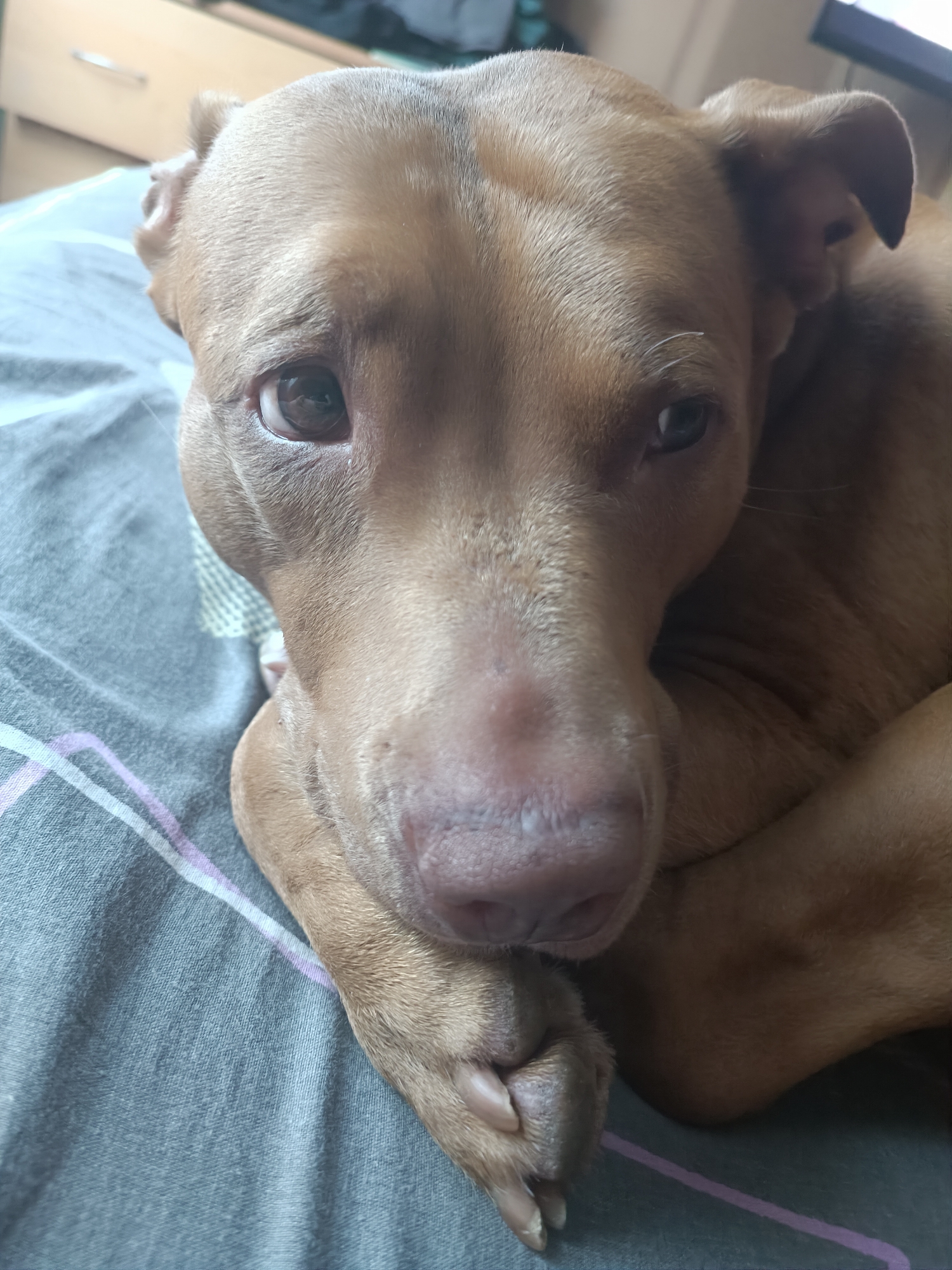 A close-up, head-on, eye-level shot captures a light brown dog resting on a gray, striped bed. The dog's head is tilted slightly, with its front paws tucked underneath its chin. The dog's eyes are open, looking forward, and its mouth is slightly parted. The background is blurred, but appears to be a bedroom with a dresser and a closet.