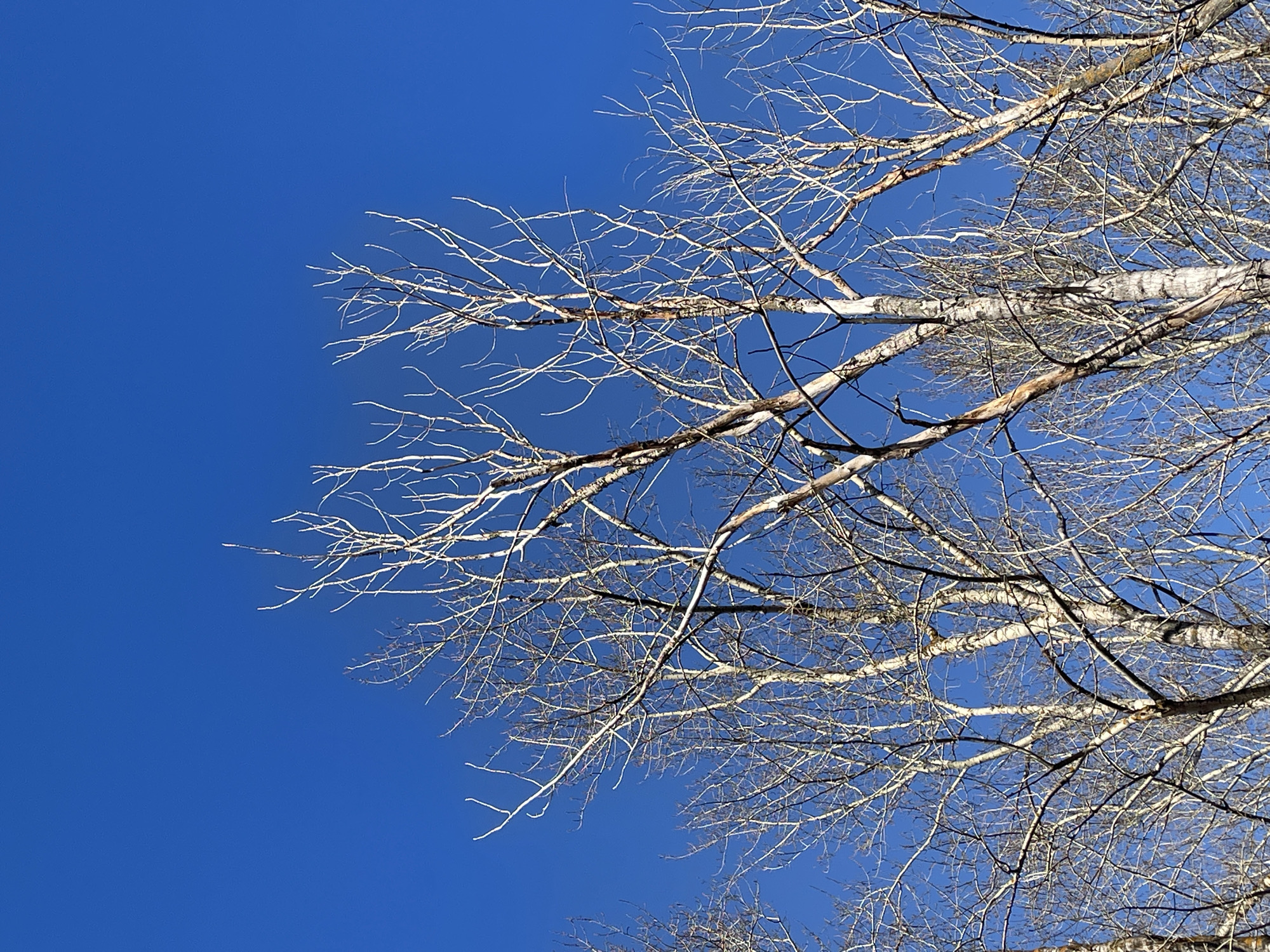 The image shows tree branches against a clear, bright blue sky. The branches are bare, suggesting it is either late fall or winter. The tree trunk is light-colored with horizontal patterns, possibly birch. The location within Izhevsk, Russia, is not deducible from the visual information provided.