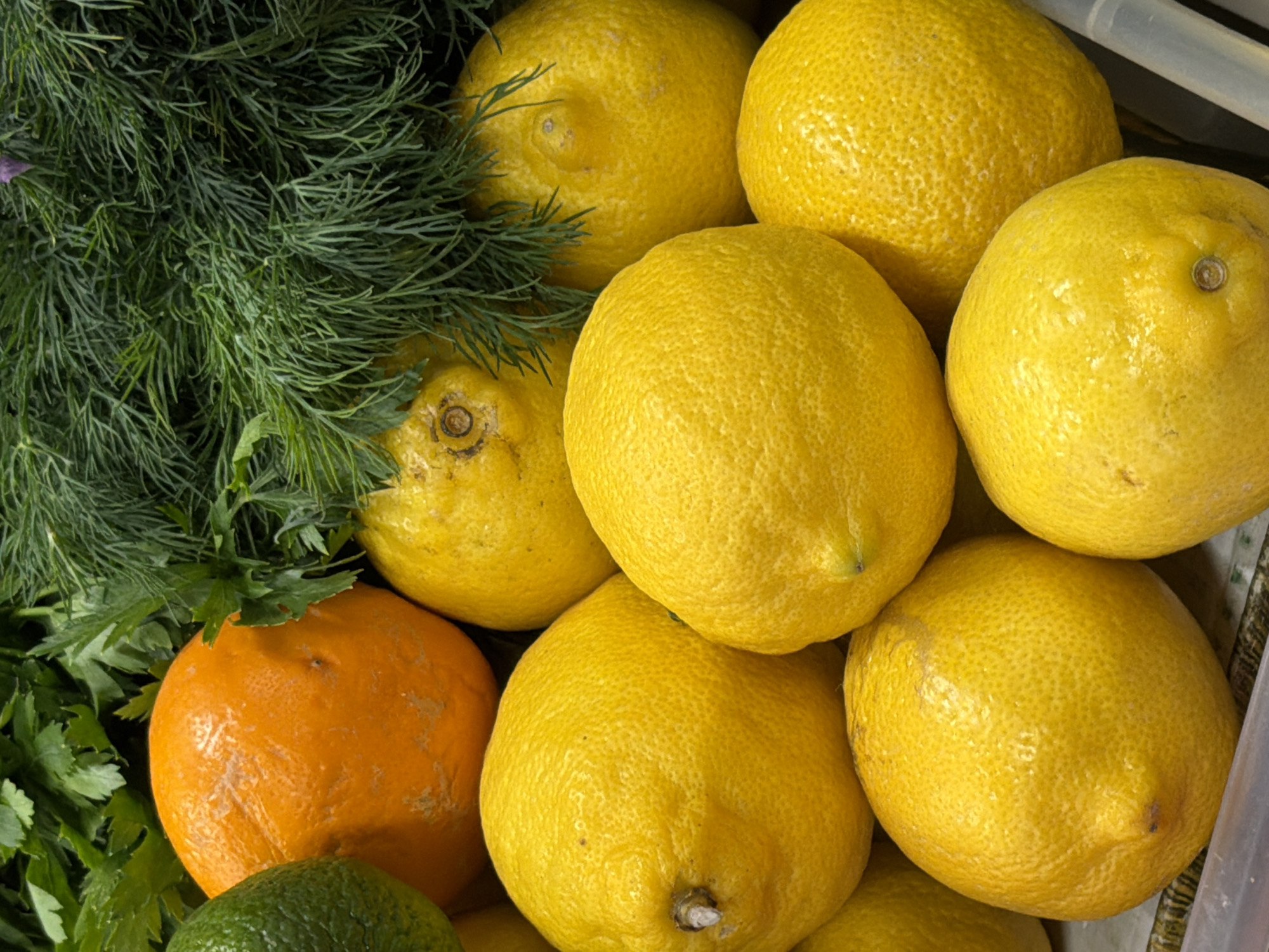 A top-down, close-up shot displays a collection of fresh produce, predominantly lemons. Several large, bright yellow lemons are clustered together, their textured rinds catching the light. Behind them, a vibrant orange citrus fruit, possibly an orange, sits partially obscured. To the left, a portion of a green lime is visible. A lush arrangement of dark green dill and parsley forms a verdant backdrop, adding a contrasting texture and color to the scene. The overall impression is one of fresh, natural ingredients. There is no indication of location or people in the image.