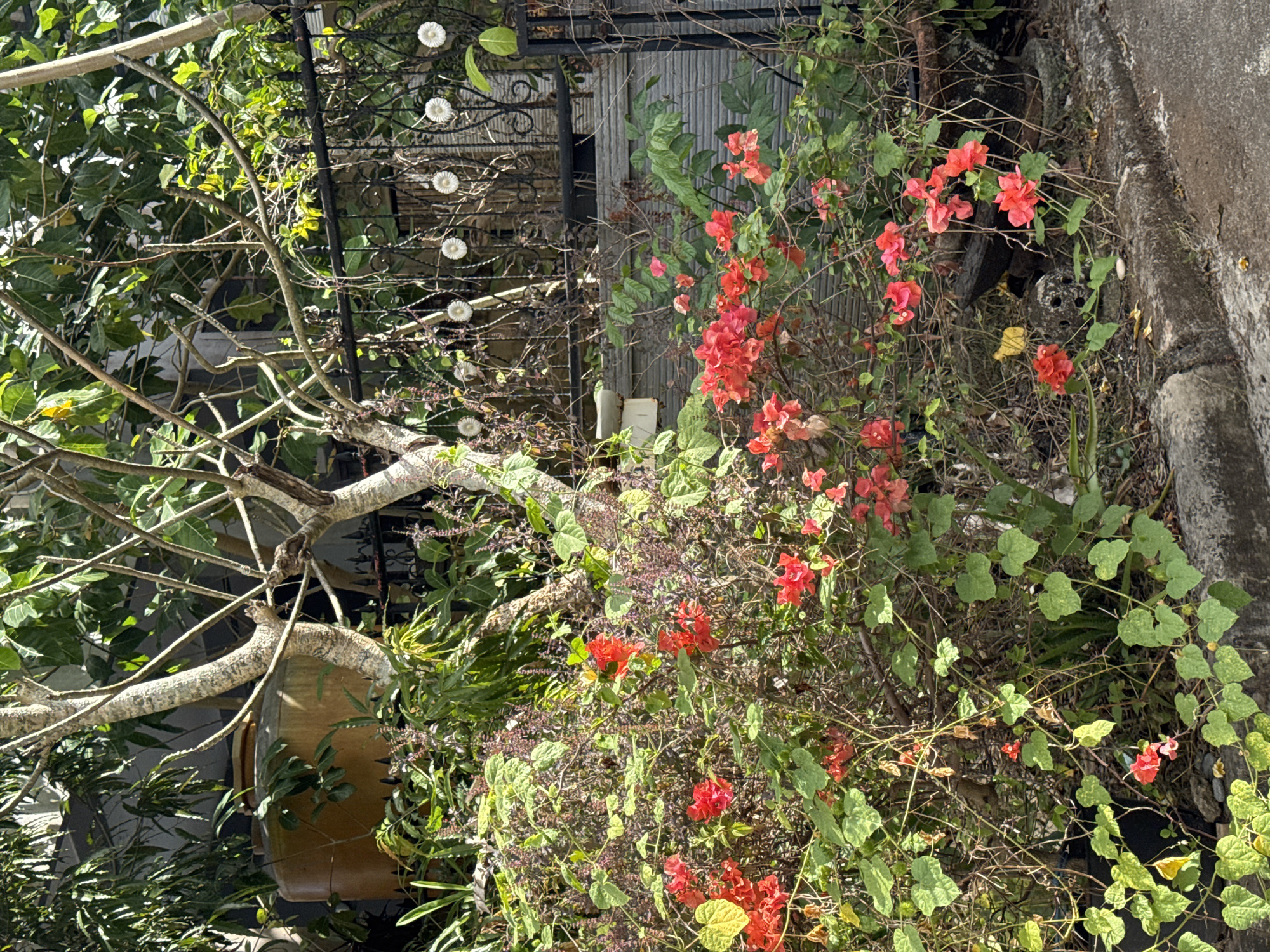 The image depicts an outdoor scene in Kuta Selatan, Indonesia, characterized by lush vegetation and decorative elements. In the foreground, a dense cluster of flowering plants with vibrant red-orange blossoms and green heart-shaped leaves dominates the view, bordering a concrete curb and pathway. Several bare-branched trees with light-colored bark are interspersed within this greenery. Behind the plants, a black wrought-iron fence with ornate scrollwork serves as a boundary. Several white decorative spheres are attached to the fence at intervals. To the left, a large, cylindrical, tan-colored water tank is partially visible, nestled amongst the foliage. A textured gray wall can be seen behind the fence, and further in the background, more dense green foliage and trees are present, suggesting a residential or garden area. The lighting indicates a sunny day, casting shadows and highlighting the textures of the plants and structures. There are no people or animals visible in the frame.