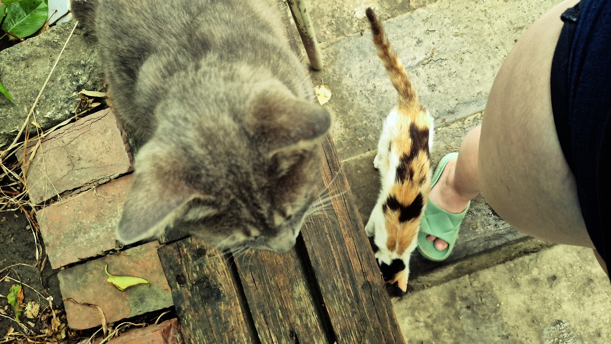 In Ialoveni, Moldova, a low-angle, overhead shot captures a domestic scene outdoors. The foreground features a person's leg, clad in dark shorts, and a green sandal. A calico cat, with distinct patches of white, orange, and black fur, is positioned horizontally across the person's foot. Behind the calico cat, a larger, grey cat is seen from a top-down perspective, its head and upper body filling the upper portion of the frame. The cats appear to be interacting, possibly with the calico cat being groomed or petted by the person, while the grey cat observes. The environment suggests a rustic or outdoor setting, with weathered wooden planks and reddish-brown bricks visible. Dried leaves and thin branches are scattered on the ground, hinting at a natural, possibly garden or yard, area. The lighting is uneven, with some areas appearing brighter than others, contributing to a slightly muted or vintage aesthetic of the photograph.