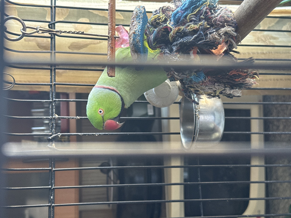 The image displays a Rosy-ringed parakeet, characterized by its vibrant green plumage, bright red beak, and a distinct pink and black ring around its neck. The parrot is situated within a metal wire cage, positioned on a wooden perch that extends horizontally across the right side of the frame. Its body faces slightly left, while its head is turned towards the viewer, with its left eye clearly visible. Below the parrot, attached to the perch, is a multi-colored fabric toy composed of various tangled strands. To the lower-left of the parrot, a silver-toned metal bowl, likely a feeder or water dish, is affixed to the cage bars. A white, circular plastic object is partially visible behind the bowl. The background beyond the cage is out of focus, indicating an indoor setting with indistinct architectural or furniture elements. The image provides no discernable details to specify a location within the city of Dedenevo, Russia. No people are visible.