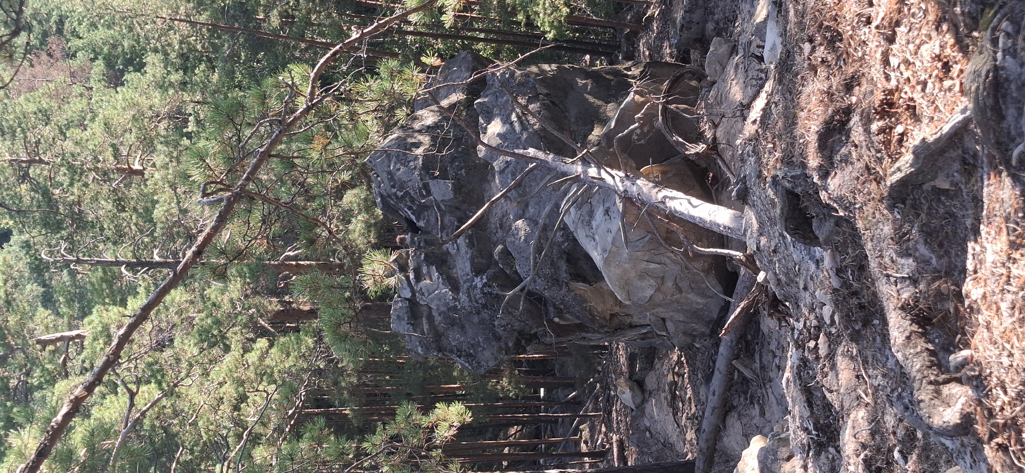 In the forest near Peredovoi, Russia, a large, dark grey boulder rests on a slope covered in dry leaves, pine needles, and small rocks. A pale, sun-bleached log is angled across the boulder, its bare branches reaching out. The boulder itself is irregular in shape, with rough, textured surfaces and deep crevices. Behind the boulder, the forest is dense with tall pine trees, their trunks slender and their branches creating a dappled canopy. The ground slopes away from the boulder, littered with fallen branches and smaller stones. The scene appears to be a natural, undisturbed area.