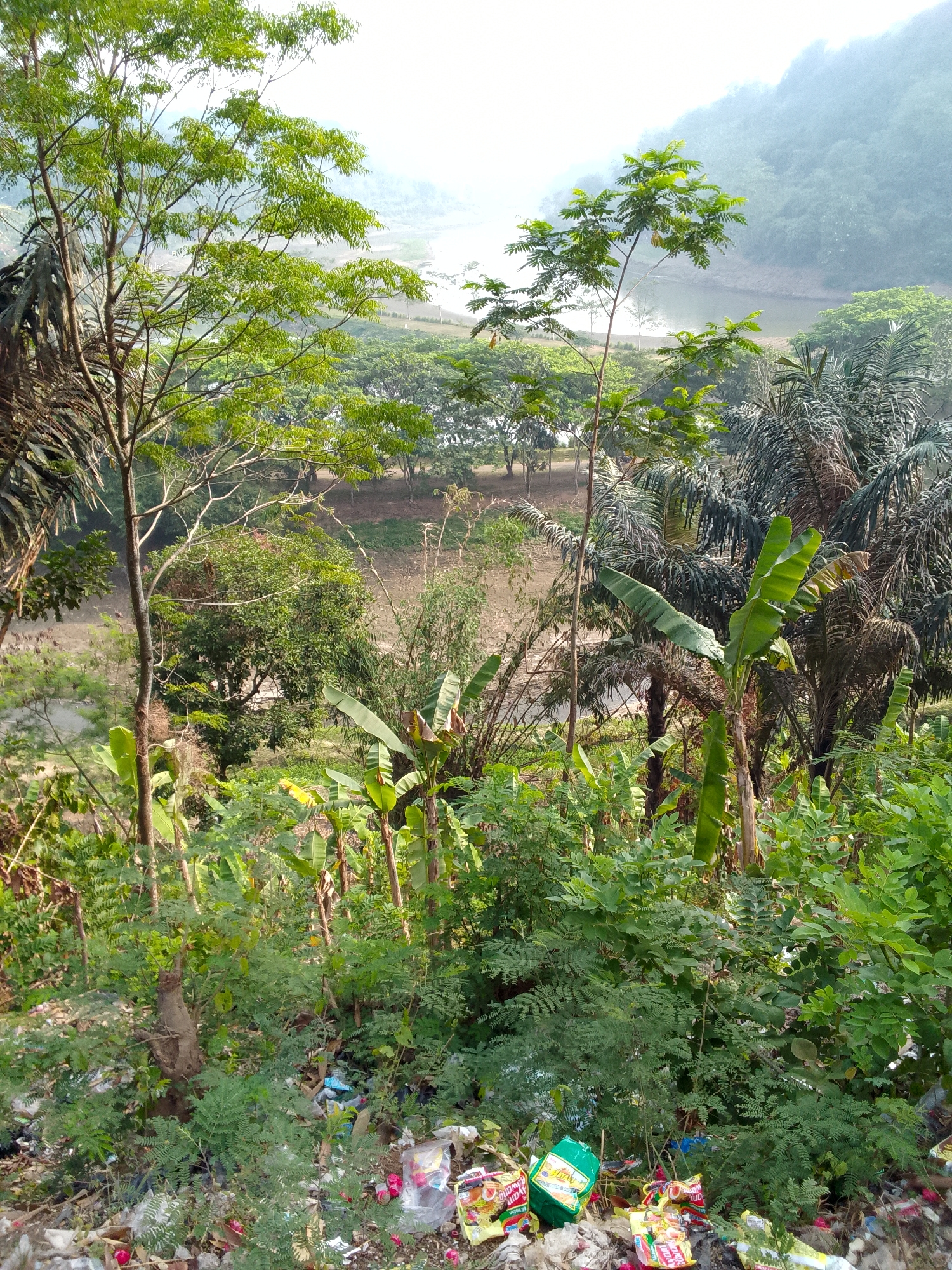 The image depicts an outdoor scene with dense vegetation and a significant amount of litter concentrated in the foreground. In the foreground, various types of trash are visible, including plastic bags, food wrappers, and other discarded items, some of which are colorful. This litter is interspersed with low-lying green plants and shrubs.
Behind the immediate foreground, the scene transitions to a more natural landscape. There are numerous trees and plants of varying sizes and types, including what appear to be banana trees with their characteristic large leaves and palm trees. The vegetation is lush and green, suggesting a tropical or subtropical environment.
In the background, a body of water can be seen, possibly a river or lake, with a hazy, mountainous terrain in the far distance. The sky is bright, indicating daylight.
The overall impression is one of a natural environment impacted by human waste. The presence of trash suggests a location near human habitation or a place where people dispose of their refuse, likely a rural or semi-rural area, possibly on the outskirts of a settlement or along a pathway. Given the information provided that this is a scene from Haurwangi, Indonesia, the environment is consistent with the Indonesian landscape.