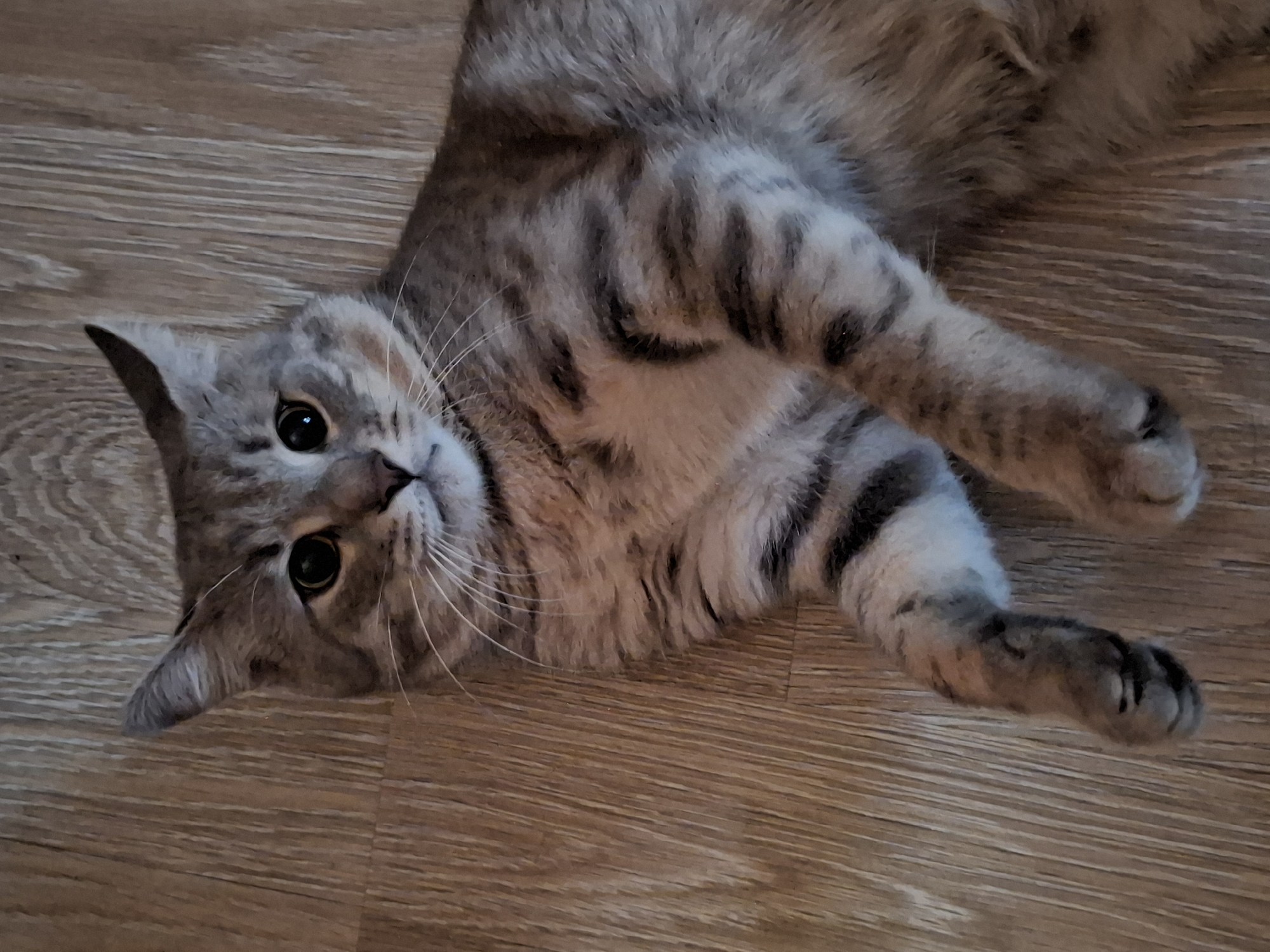 The image shows a tabby cat lying on a wooden floor. The cat is facing the camera with its eyes wide open. The cat's fur is a mixture of gray, black, and brown stripes. The wooden floor has a light brown color with visible grain patterns. The scene is likely indoors. There is no information to determine the specific location within Zemun Urban Municipality, Serbia.