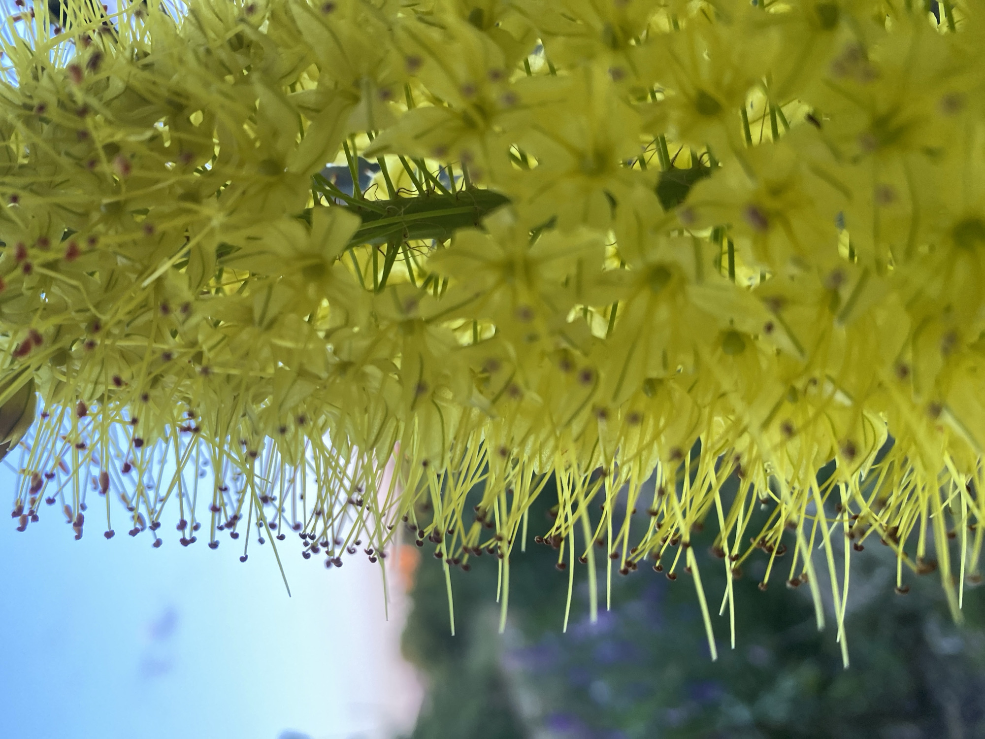 A close-up, vertical shot features a vibrant yellow flower in the foreground, its intricate stamens extending outwards. The background is softly blurred, revealing a hint of a sunset with hues of orange and pink against a pale blue sky, and patches of muted purple and green foliage. The flower's details are sharp, with individual petals and delicate stamens clearly visible, while the background elements are indistinct, creating a shallow depth of field. The lighting suggests it may be late afternoon or early evening. The location is listed as Unknown, Unknown.