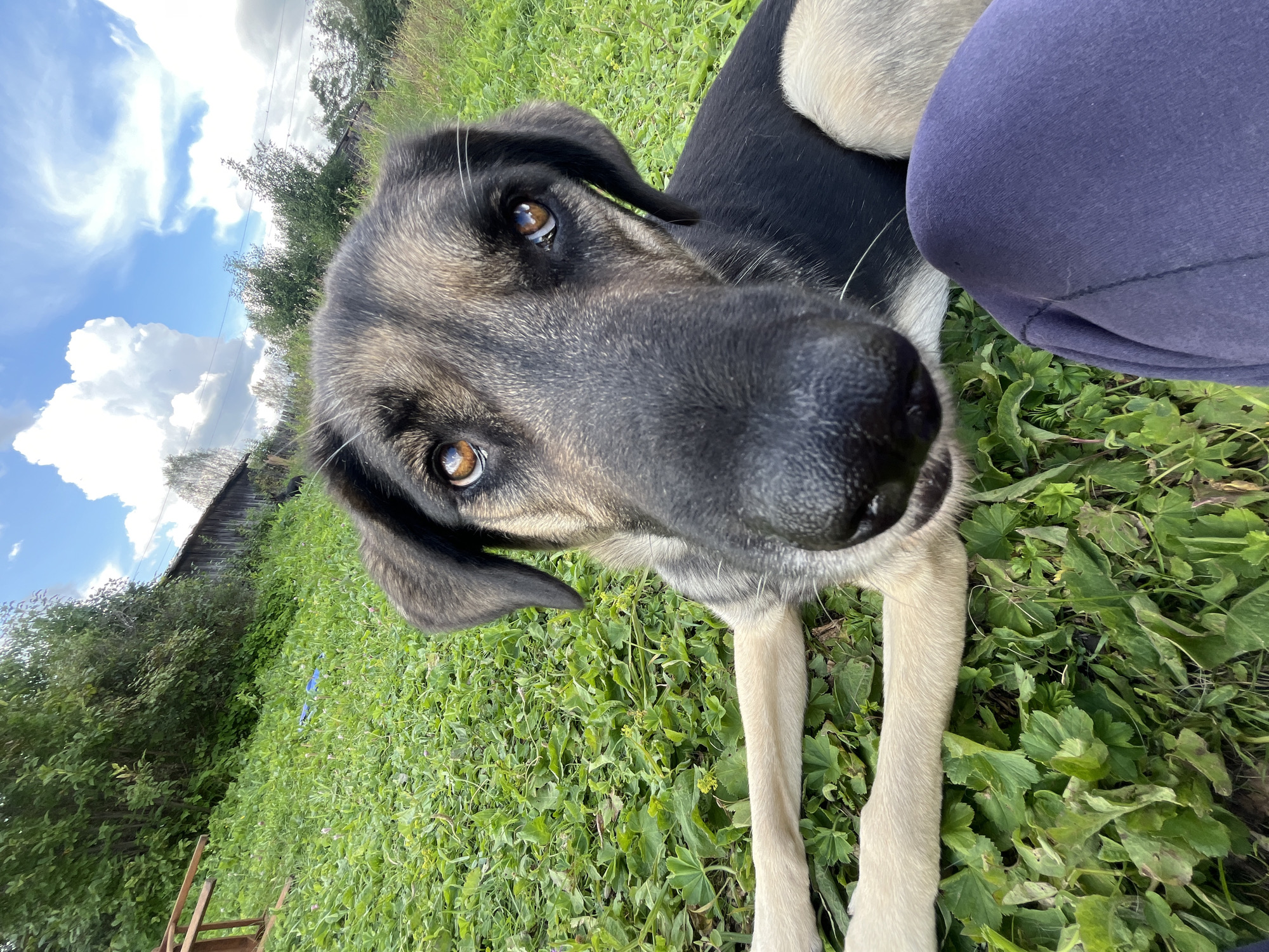 A close-up, low-angle shot captures the face of a dog lying on lush green grass. The dog has large, expressive brown eyes and a black nose. Its fur is a mix of black and tan. The dog is positioned in the foreground, with its paws extended forward. In the background, a wooden fence runs along a tree line, and the sky above is a bright blue with fluffy white clouds. A blue object, possibly a plastic bag, is visible in the grass to the left of the dog. To the left of the dog, part of a person's dark purple pants is visible, suggesting the dog is interacting with a person. The scene appears to be an outdoor rural setting, potentially on the outskirts of Nizhny Tagil, Russia, given the presence of the wooden fence and natural landscape.