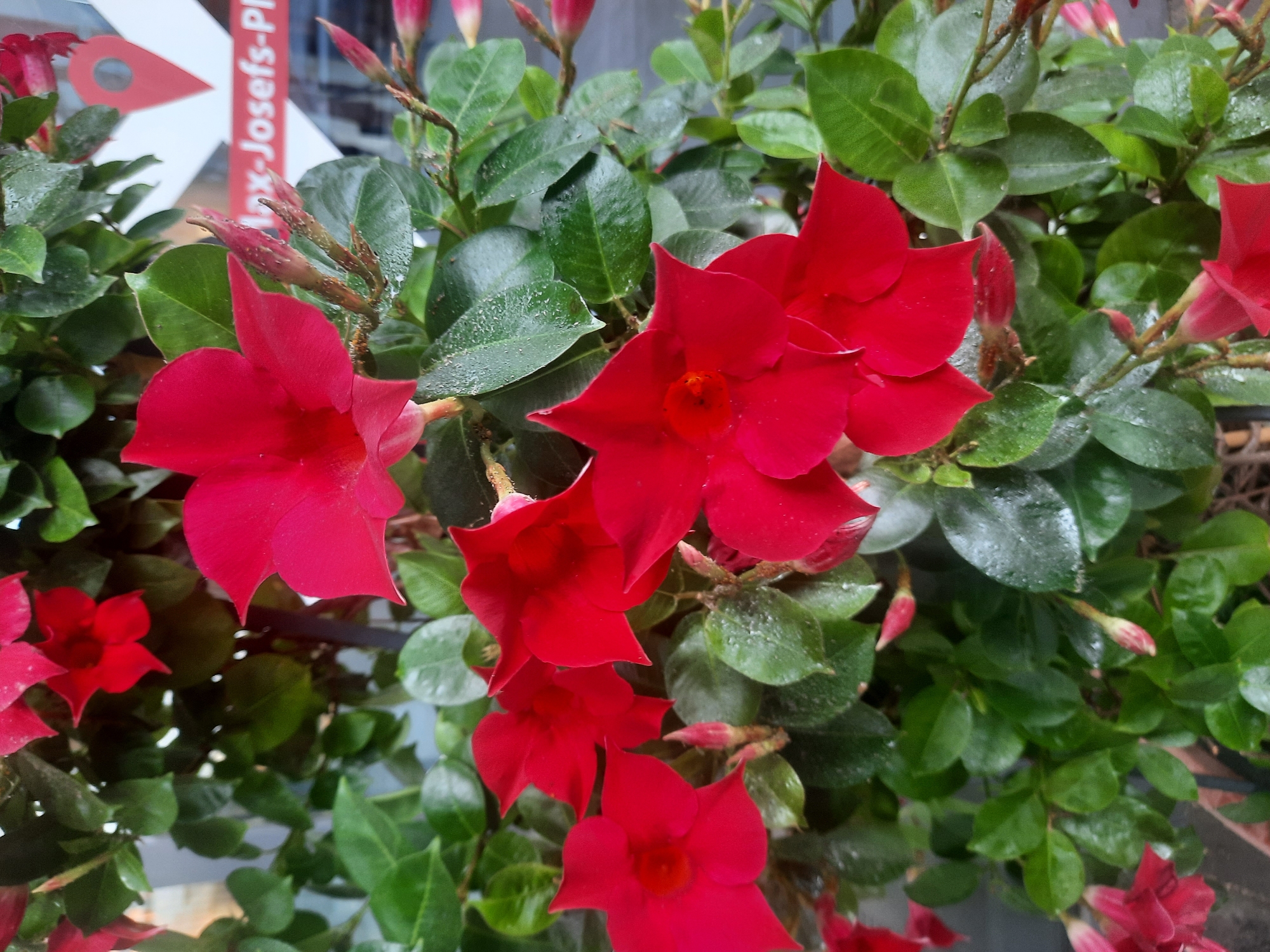 This close-up, eye-level shot captures a vibrant cluster of red Mandevilla flowers, also known as Dipladenia, with lush green foliage. The flowers, with their trumpet-shaped blooms and pointed petals, are the primary subject, showcasing deep red hues and visible stamens. Some flowers are fully open, while others are in various stages of bud development, appearing pinkish-red. The leaves are glossy, dark green, and appear slightly wet, suggesting recent watering or dew.
In the background, a portion of a sign is visible, featuring a red location pin icon and text that reads "anx-Josefs-Pl". This indicates the location is likely in the vicinity of Sankt-Josefs-Platz in Rosenheim, Germany, possibly a shop or public area. The background is slightly out of focus, drawing attention to the floral display. The lighting is even, highlighting the textures and colors of the plants. No people or animals are present in the frame.