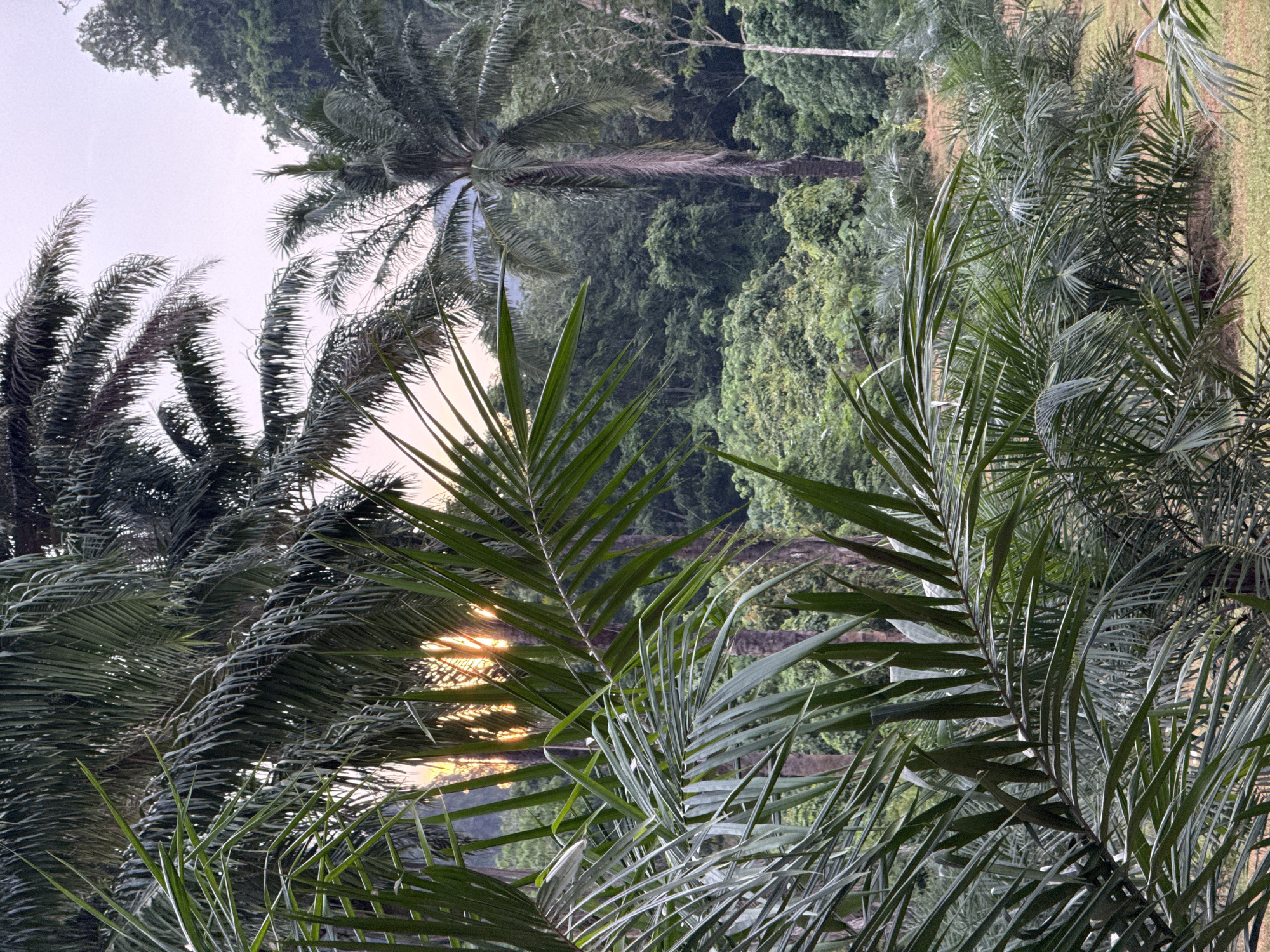 The image depicts a dense, lush jungle landscape with numerous palm trees in the foreground and midground. The sun is setting, casting a warm glow through the palm fronds and illuminating the tropical foliage. In the background, rolling hills covered in thick vegetation rise against a hazy sky. The scene appears to be a natural outdoor environment, likely a park or a plantation, situated in the city of Sai Thai, Thailand, known for its tropical climate and abundant plant life. There are no people or animals visible in the image. The overall impression is one of tranquil, verdant natural beauty.