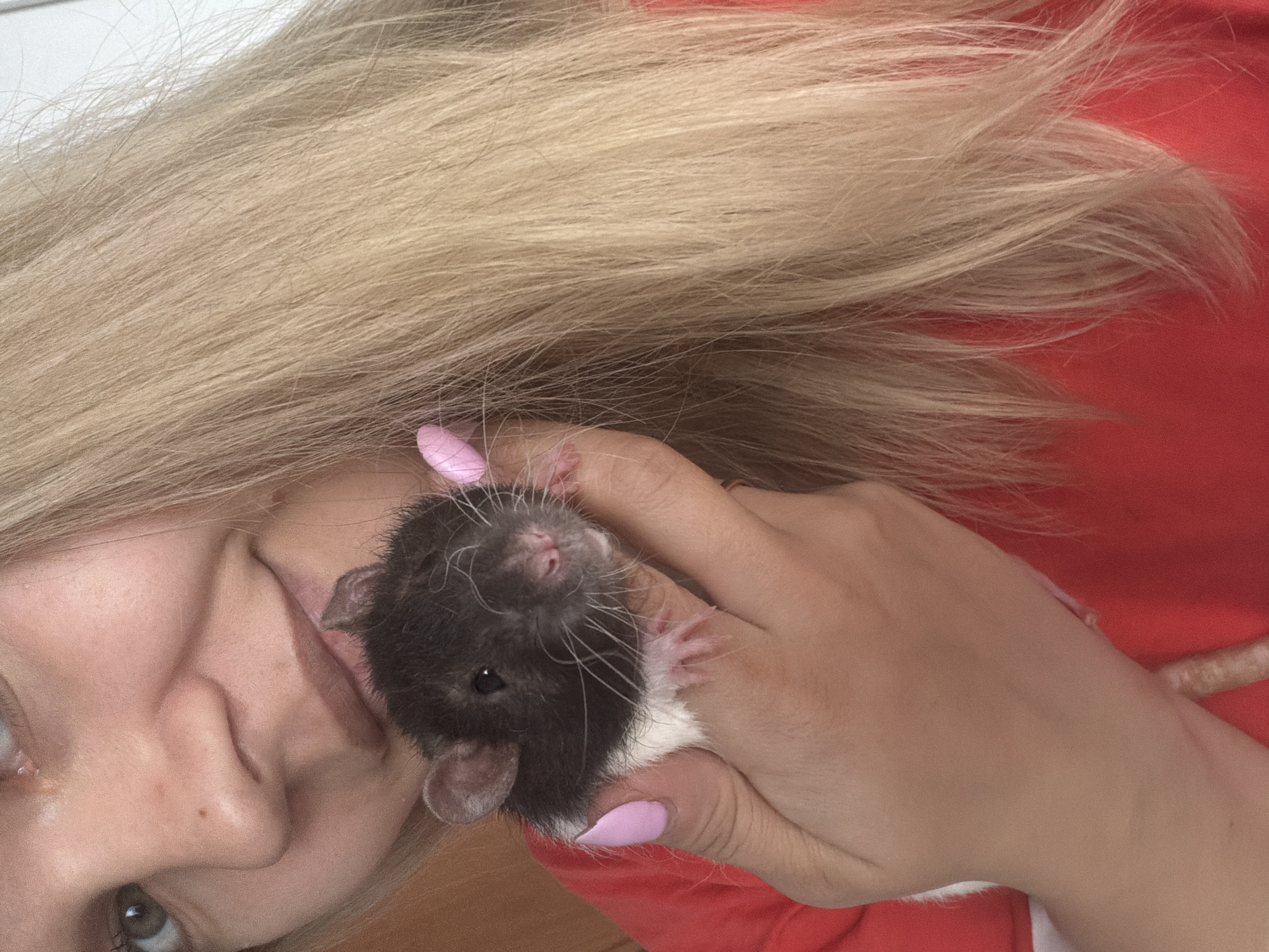 The image captures a close-up, tilted portrait of a person holding a small pet rat. The primary subjects are a person, likely female, and a bicolored rat.
The person, positioned on the left side of the frame, has long, light blonde hair that cascades across the top and right of the image. Only a portion of her face is visible, including her nose, a section of her left cheek, her chin, and one light-colored eye (appearing green). She has light pink nail polish on her fingers, which are gently cradling the rat. A hint of a soft smile can be perceived on her face, suggesting a tender interaction. She is wearing a red top or garment, which serves as a plain background for much of the image.
In the center of the frame, held securely in the person's hands, is a small rat. The rat has distinct dark grey or black fur on its head and back, contrasting with white fur on its chest and belly. Its small, pink nose is prominent, and its face is adorned with numerous long, white whiskers. Its tiny pink ears are visible, and its dark eyes look upward, possibly at the camera or the person's face. Its delicate pink paws are also visible as it rests comfortably in the hands.
The scene appears to be indoors, with the solid red color behind the subjects suggesting a piece of clothing or fabric as a backdrop. The lighting is soft and even, without harsh shadows. The overall mood conveyed is one of warmth and affection between the pet owner and their animal. No text is visible in the image.