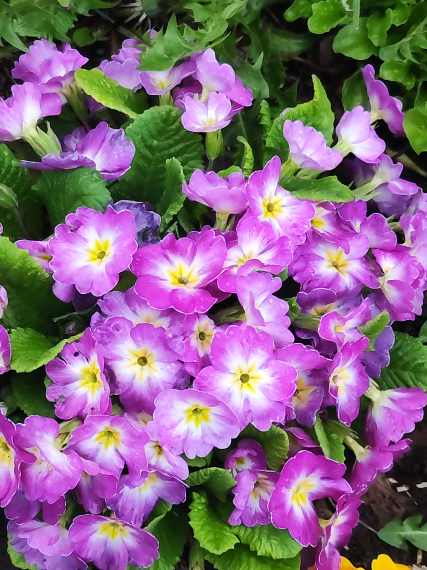 The image shows a cluster of purple and white primrose flowers with bright green leaves. The flowers have a yellow center. The flowers appear to be in a garden setting with some darker soil or mulch visible in the background. There is no indication in the image of the city of Chaikovsky, Russia. No people, actions or interactions are apparent in the image.