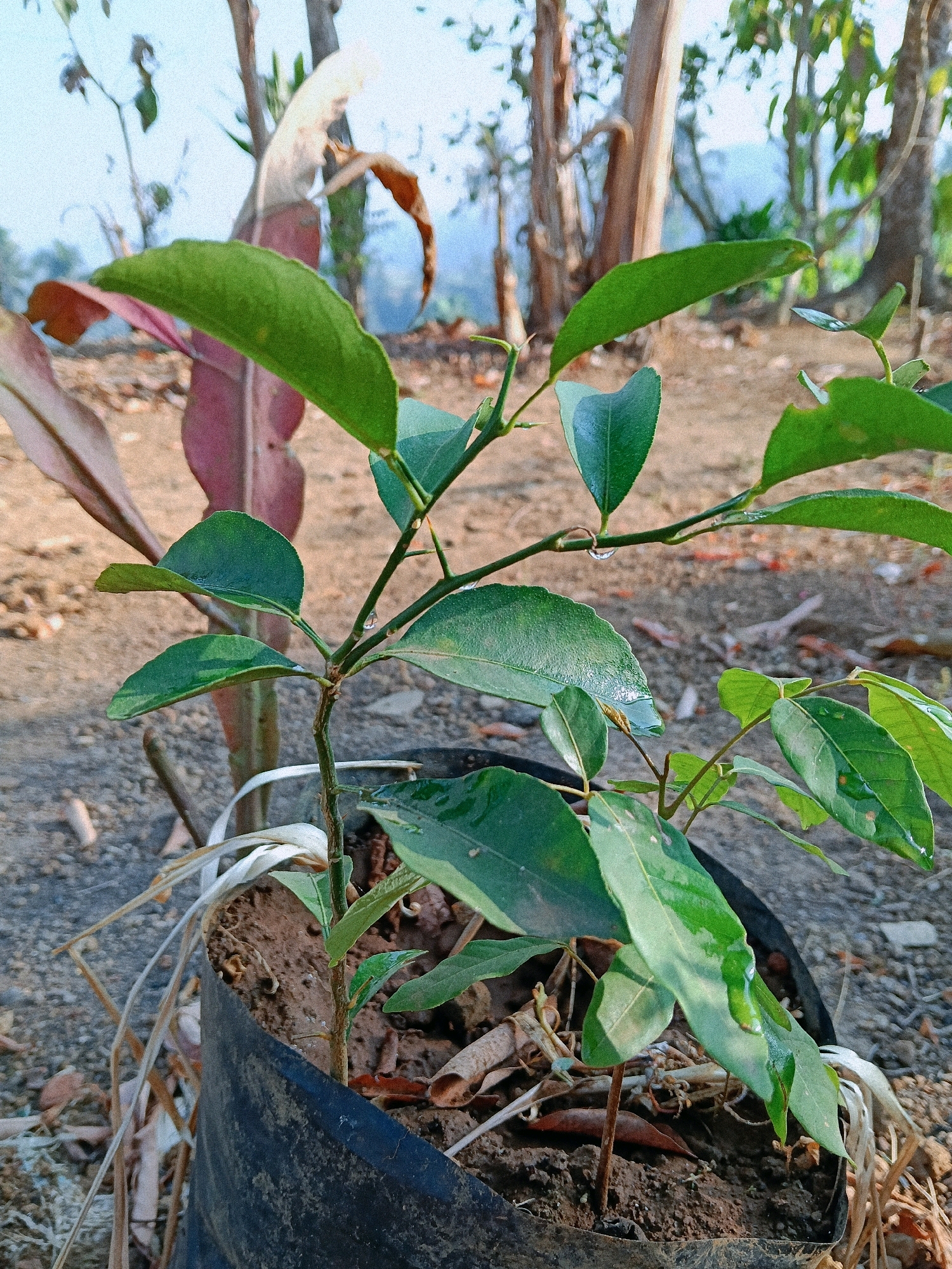 A close-up, eye-level, full shot captures a small plant with green leaves in a black plastic nursery bag. The plant is on the ground, which is covered with soil and dry leaves. The background shows a blurred image of trees and a bright sky. The image appears to be taken in an outdoor setting, possibly in a garden or nursery, in the city of Subang, Indonesia. The lighting suggests it is daytime. There are no people visible in the image.