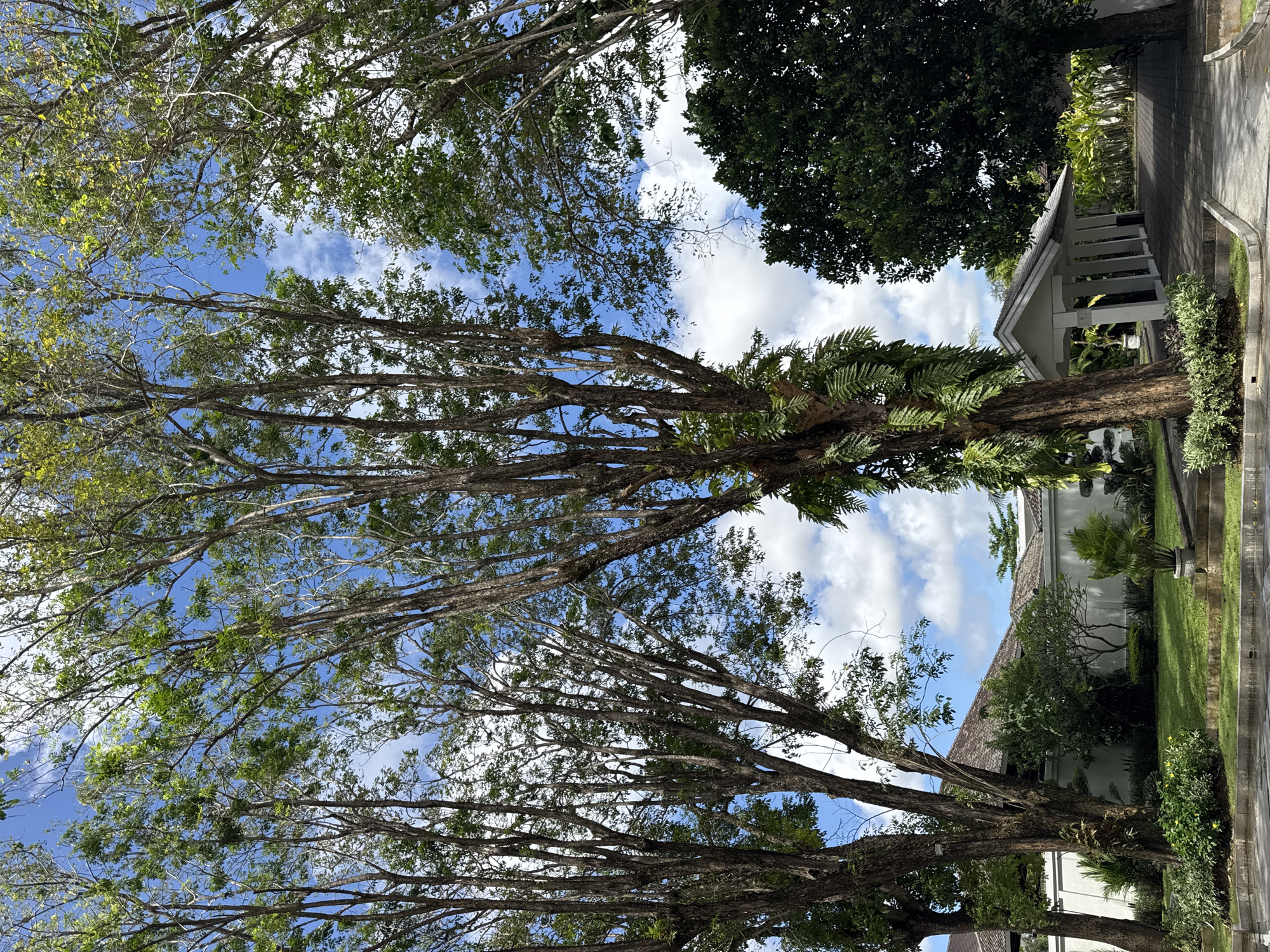 The image, taken in Kuta Selatan, Indonesia, features a low-angle view looking upwards through trees towards a bright sky with scattered white clouds. The trees are tall and slender, with light green foliage. Ferns are growing on one of the trees. Buildings can be seen behind the trees on the right side of the image. A street and grass are visible on the right.
