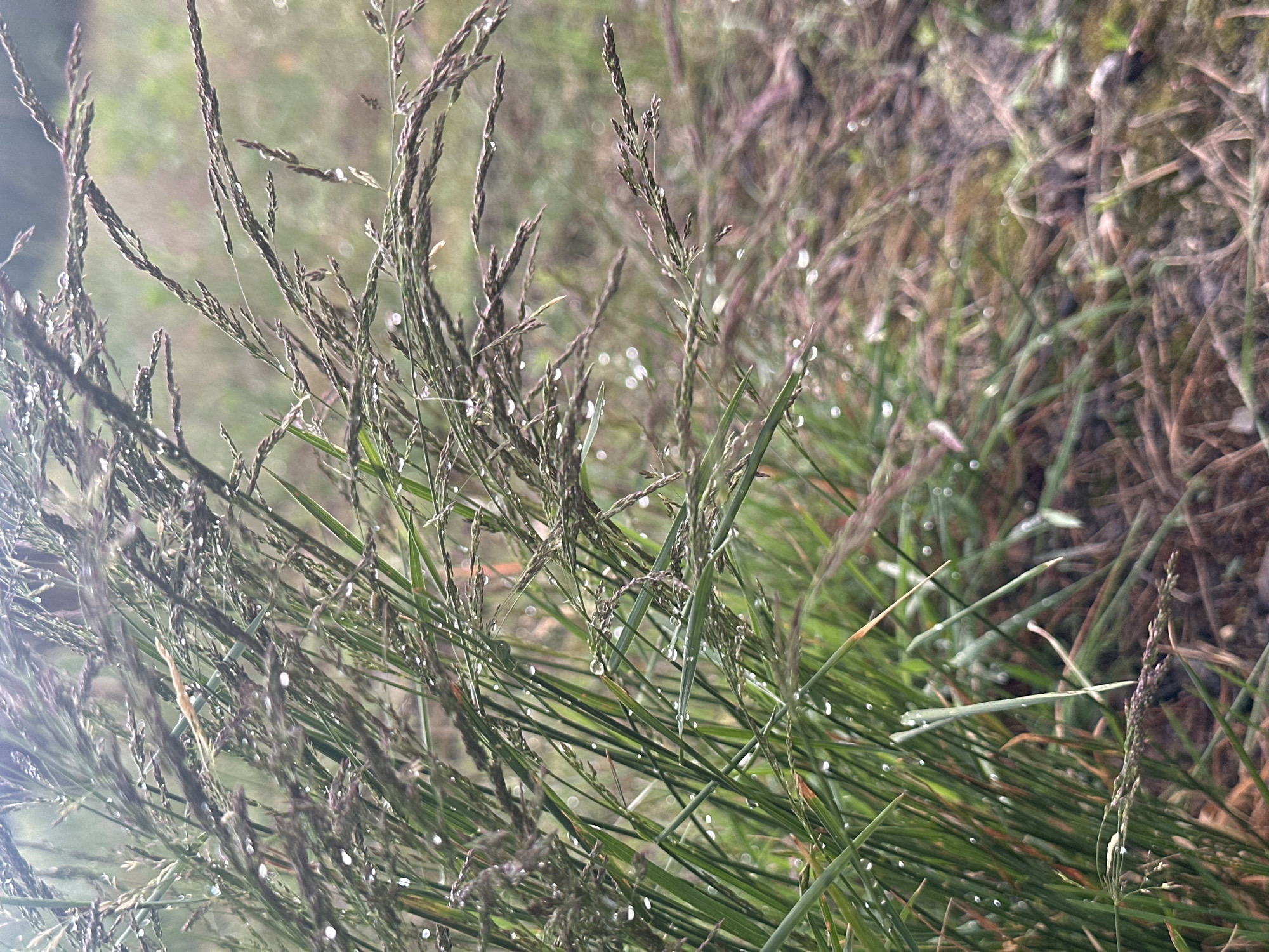 A close-up, shallow depth of field, vertical, outdoor, eye-level shot focuses on a clump of damp grass with dew drops clinging to the blades and seed heads. The foreground is dominated by the green grass and darker seed stalks, some of which are leaning and intertwined. The background is blurred, showing more of the grassy ground with hints of brown and green. The overall lighting suggests an overcast or early morning atmosphere. The location is Unknown, Unknown.
