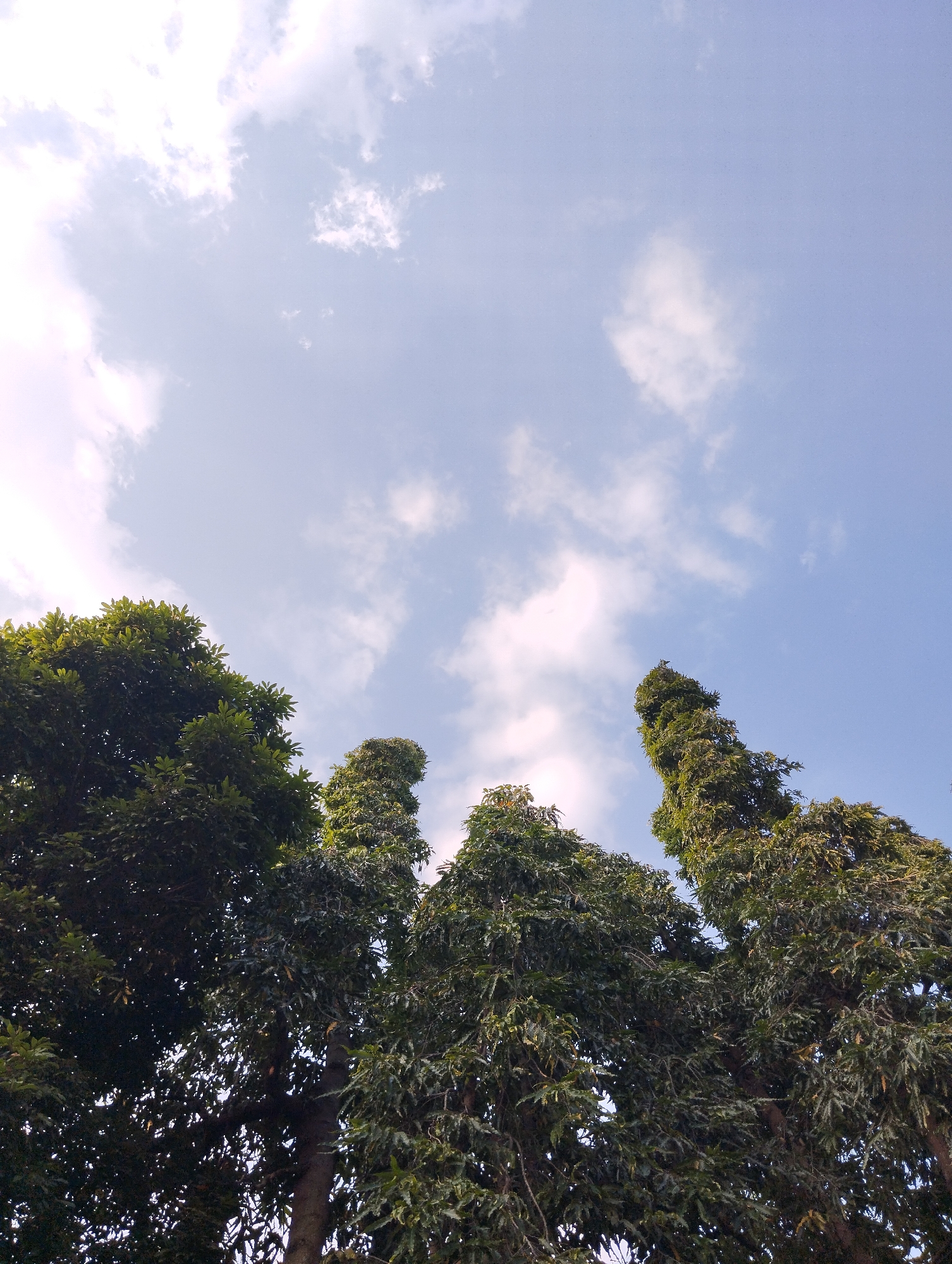 The image shows a low-angle view of several tall, leafy trees against a pale blue sky with scattered white clouds. The foliage is dense and green, with sunlight filtering through in places. The trees appear to be in a natural or park-like setting. This scene could be anywhere with trees and sky; however, the question asks for a specific location in Madiun, Indonesia. Without additional information or context, it is impossible to pinpoint an exact location within Madiun. However, such trees and skies are common throughout the city, particularly in parks, along streets, or in residential areas. For example, the Alun-Alun Kota Madiun, a central city park, features numerous large trees that would create a similar visual. Public spaces like parks and open areas would be the most likely locations to observe such a scene.