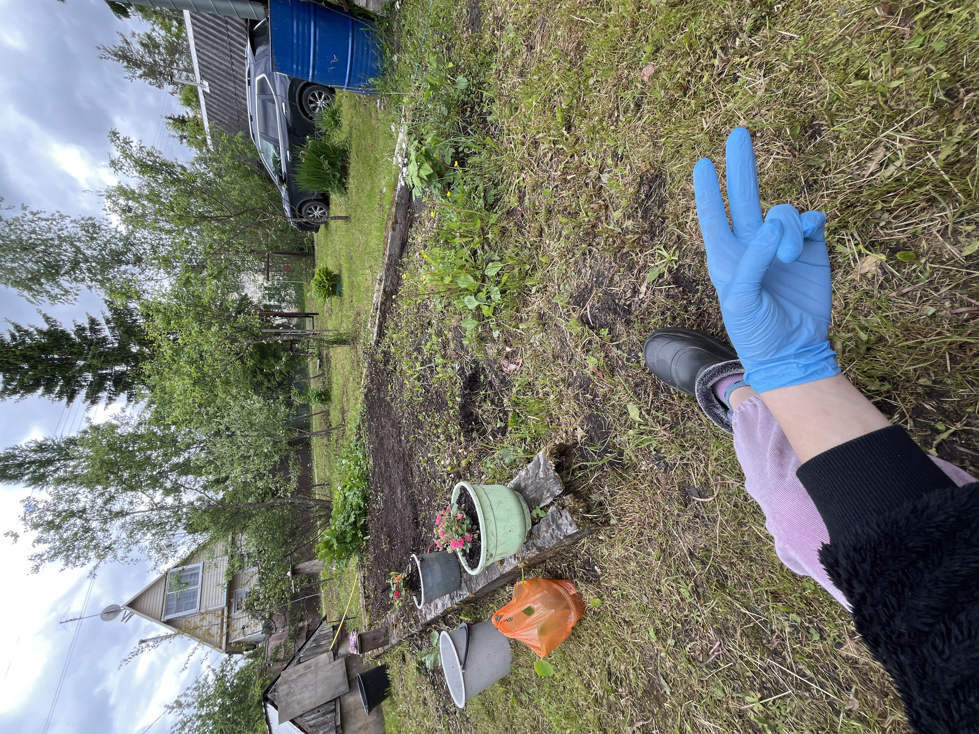 The image shows a person's legs and a gloved hand giving a peace sign, set against a background that appears to be a backyard or garden in a rural setting. The location is in Мшинская, Russia.
The person is wearing a black sweater, light purple pants, and dark-colored boots. The hand in the foreground is wearing a blue surgical glove and is making the peace sign.
Behind the person, there is a garden area with tilled soil and several potted plants. An orange plastic bag is visible near the pots. The area is surrounded by grass and weeds.
In the background, a wooden fence and a residential building can be seen. There are also trees in the backyard, and a blue water tank and a car are also visible. The sky is overcast.