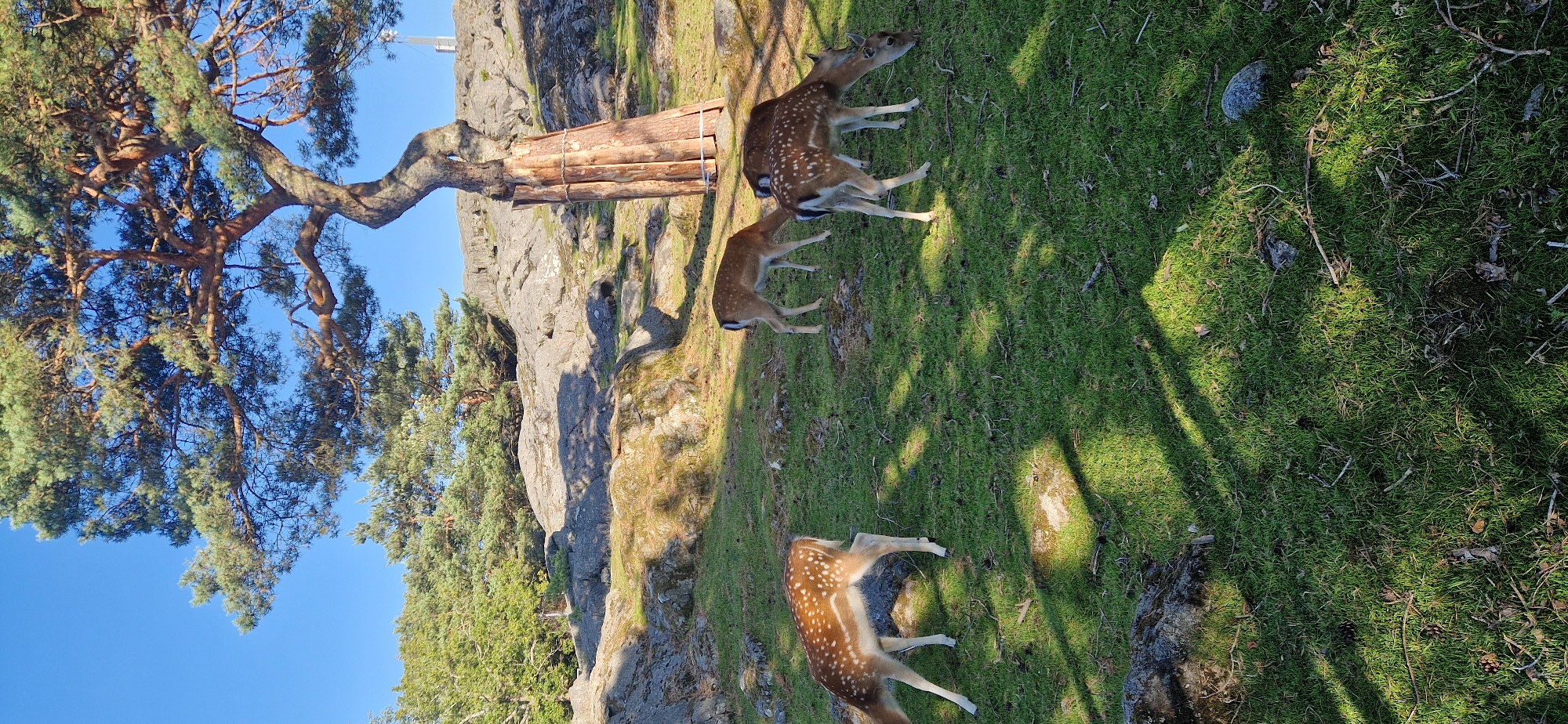 The image depicts a serene natural scene with several deer grazing on a grassy slope. A large, gnarled pine tree with a reinforced trunk dominates the upper right portion of the frame, casting dappled shadows on the ground. Rocky outcrops and other trees are visible in the background under a clear blue sky. The deer, characterized by their spotted coats, are the primary subjects in the foreground and mid-ground. One deer is positioned in the lower left, facing left and grazing. Two other deer are closer together in the mid-right, both grazing. Another deer stands further back in the mid-ground, also grazing. The environment suggests a wildlife park or a nature reserve, possibly within the city of Gothenburg, Sweden, given the characteristic landscape of the region. The scene is peaceful and undisturbed, with the animals seemingly at ease in their natural habitat.