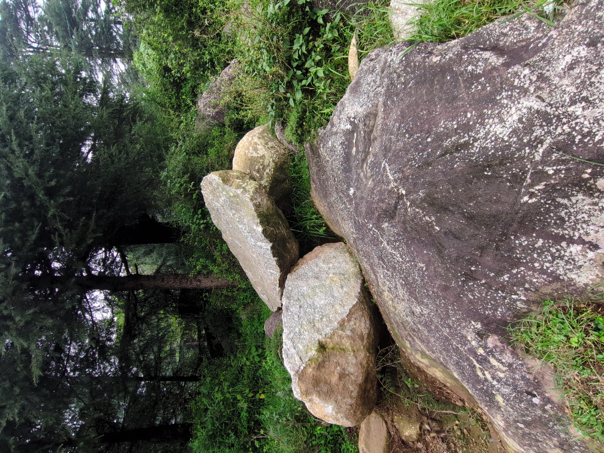 In Dharamkot, India, a close-up, eye-level shot captures a natural scene dominated by large rocks and lush greenery. In the foreground, a dark, textured boulder with white speckles occupies the lower right quadrant, partially covered by blades of grass. To its left, a lighter, speckled boulder is visible, with a patch of moss on its surface. Behind these, a cluster of three large, rounded rocks is arranged, with two of them, light gray and tan, precariously stacked. The background reveals a dense forest of tall, dark-needled trees, their branches forming a canopy that allows slivers of light to penetrate. Underneath the trees, a thick undergrowth of vibrant green bushes and tall grass creates a natural, wild environment. The lighting is soft and diffused, suggesting an overcast day or a shaded area within the forest. There are no people or man-made objects visible in the frame, emphasizing the raw beauty of the natural landscape.