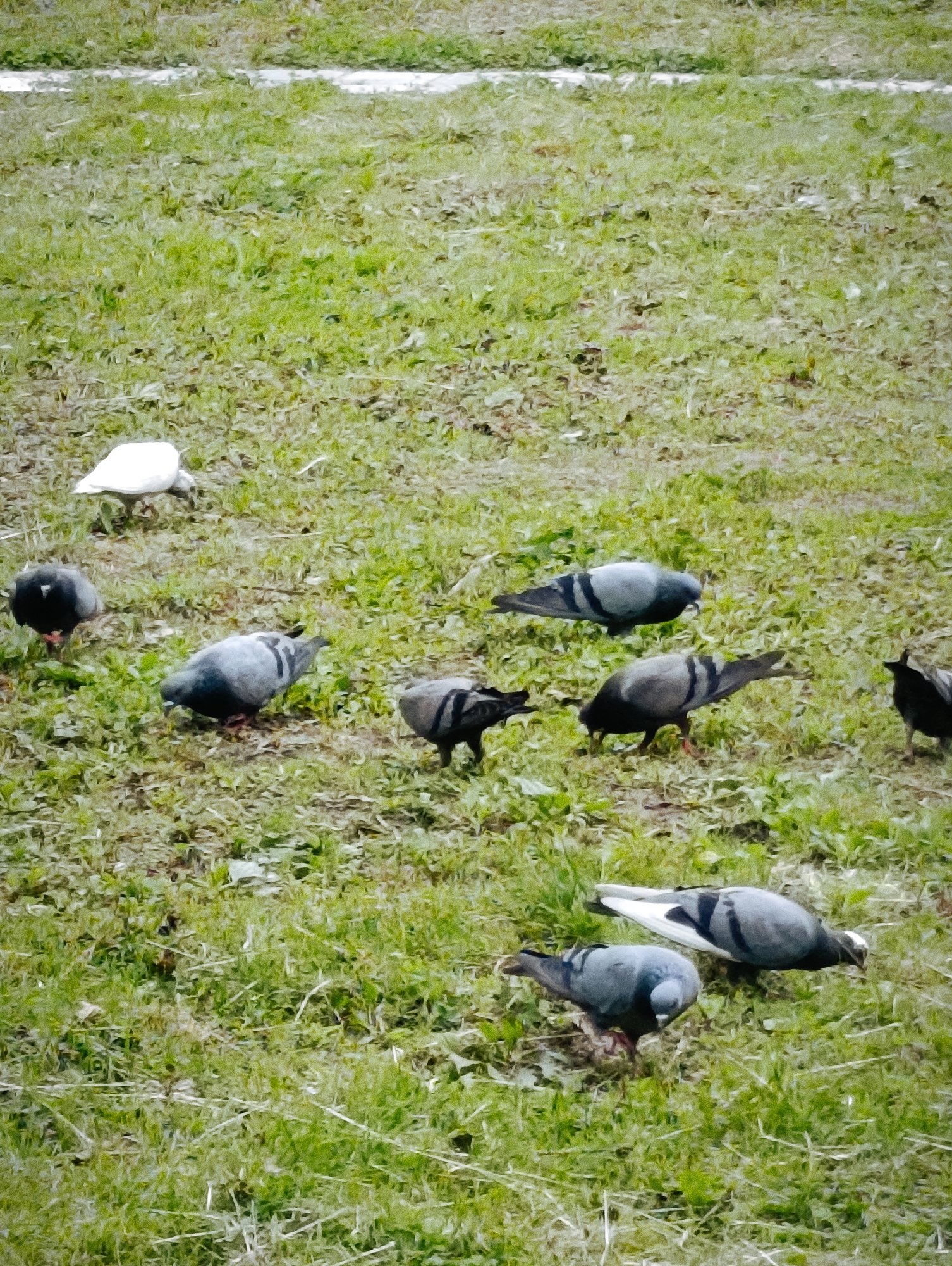 A flock of pigeons, including one white pigeon, are foraging on a grassy field. The field appears to be a park or open space, possibly part of a larger sports ground, with a faint white line visible in the background, suggesting a boundary or marking. The pigeons are scattered across the green grass, some pecking at the ground, others standing or walking. The scene is captured outdoors, under natural light. The environment is a grassy area, likely in a public space within Manali, India.