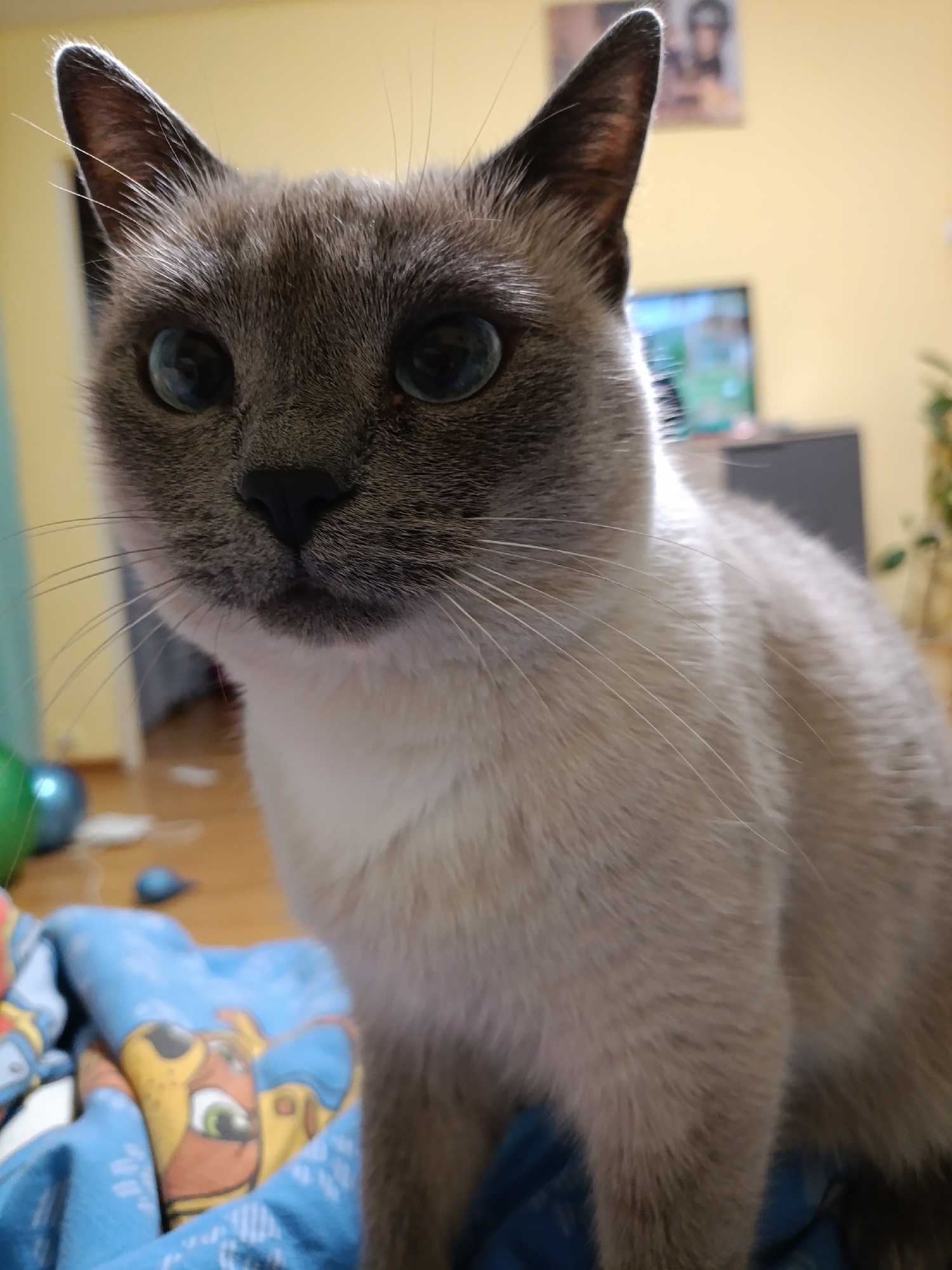 A close-up, indoor shot features a Siamese cat with striking blue eyes. The cat's fur is a mix of light tan and darker gray, with a dark gray mask around its face. The cat is positioned above a blue blanket patterned with a cartoon character. The background is slightly blurred and includes elements of a room: a yellow wall, a television, a gray cabinet, and a plant. The location is not discernible from the image. There is no indication that this is Chaikovsky, Russia.