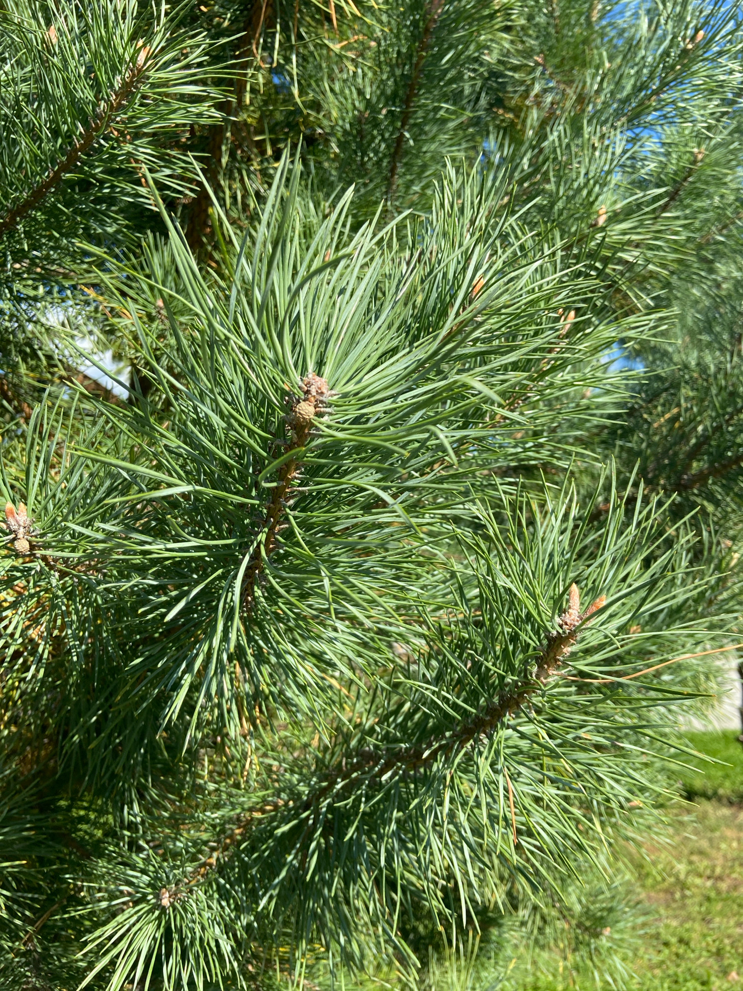 A close-up shot of pine needles, branches, and pinecones on a bright, sunny day in Balashikha, Russia. The needles are a vibrant green, and the sunlight casts shadows across the branches. In the background, a blurry green lawn and blue sky are visible.