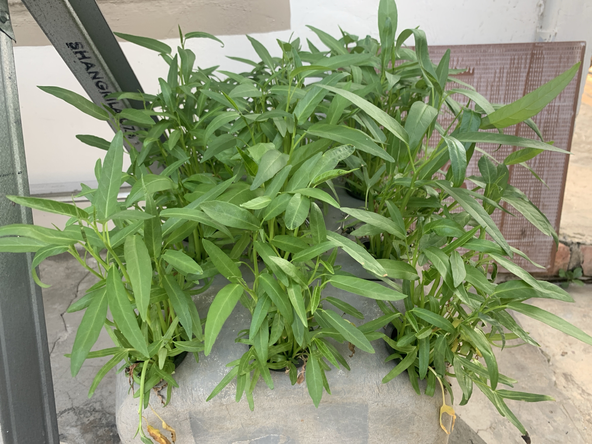 A close-up, eye-level shot shows a cluster of healthy green water spinach plants growing in a large, concrete planter. The plants are lush and full, with long, slender leaves characteristic of this vegetable. Some older leaves at the bottom of the planter are beginning to yellow and dry, indicating natural senescence. The planter itself appears to be made of concrete and is positioned outdoors, on a textured, light-colored surface that could be pavement or a patio. In the background, to the left, a metal beam or support structure is visible, with the partially obscured text "SHANGILA" printed on it. To the right, a reddish-brown tiled wall or panel is present. The overall setting suggests an urban outdoor environment, possibly a balcony, rooftop, or courtyard in Palembang, Indonesia, where water spinach is a common crop. The lighting is bright and even, indicating daylight conditions. There are no people or animals present in the image.
