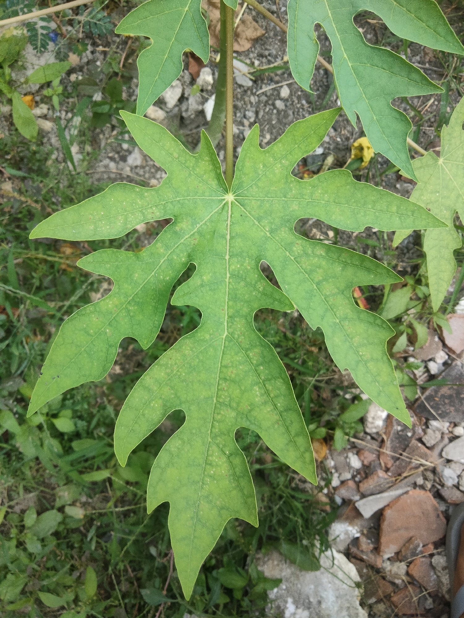 A close-up, eye-level, outdoor shot focuses on a large, green, palmate leaf of a papaya plant. The leaf, showing some signs of nutrient deficiency with lighter green speckles, is centrally positioned against a background of dry, rough soil mixed with small stones, broken bricks, and sparse green vegetation. Other papaya leaves, some lighter green and less defined, are visible at the top and right edges of the frame. The scene suggests a natural, uncultivated setting in Merakurak, Indonesia.