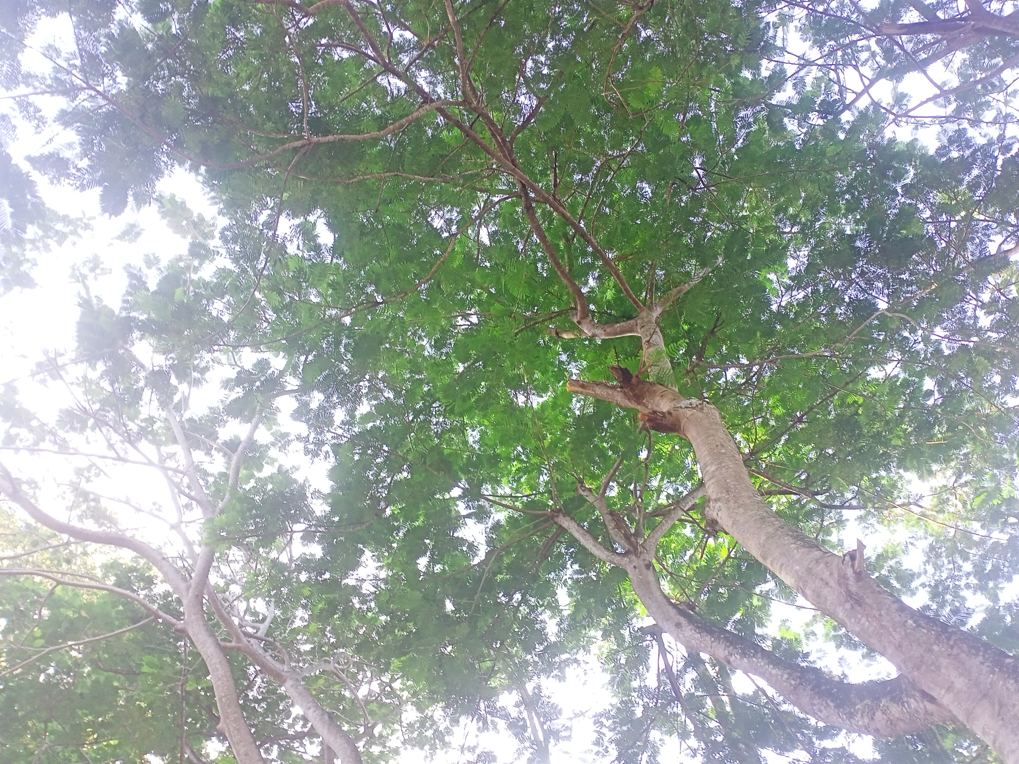 An upward-view shot captures the dense green foliage and branches of a large tree in Geundring, Indonesia. The sky is visible through the leaves, appearing hazy and bright, suggesting a daytime scene. The tree's trunk and branches are thick and textured, with some smaller branches extending out to the sides. The leaves are a vibrant green, creating a canopy that partially obscures the sky.