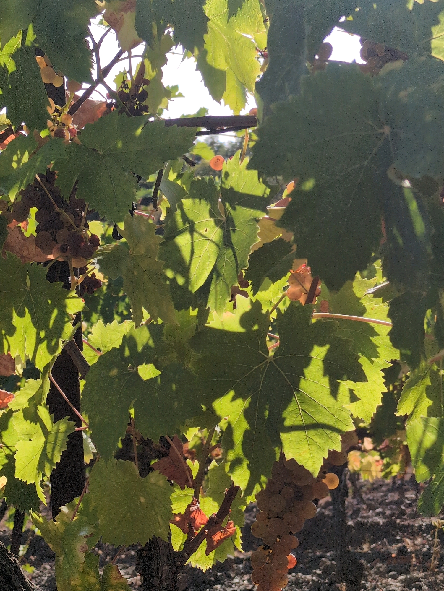 A close-up, low-angle shot captures a cluster of ripe grapes hanging from a vine. The grapes are a pale orange-yellow hue and are clustered tightly together, some appearing slightly shriveled. They are partially obscured by large, green grape leaves that are backlit by the sun, creating dramatic shadows. The leaves are broad and serrated with visible veins. The background is blurred and dark, showing hints of more foliage and the rough texture of the ground, possibly soil or mulch, with scattered small stones. The overall impression is of a vineyard scene bathed in bright, dappled sunlight. The exact location within the city of Unknown, Unknown is not discernible from the image.