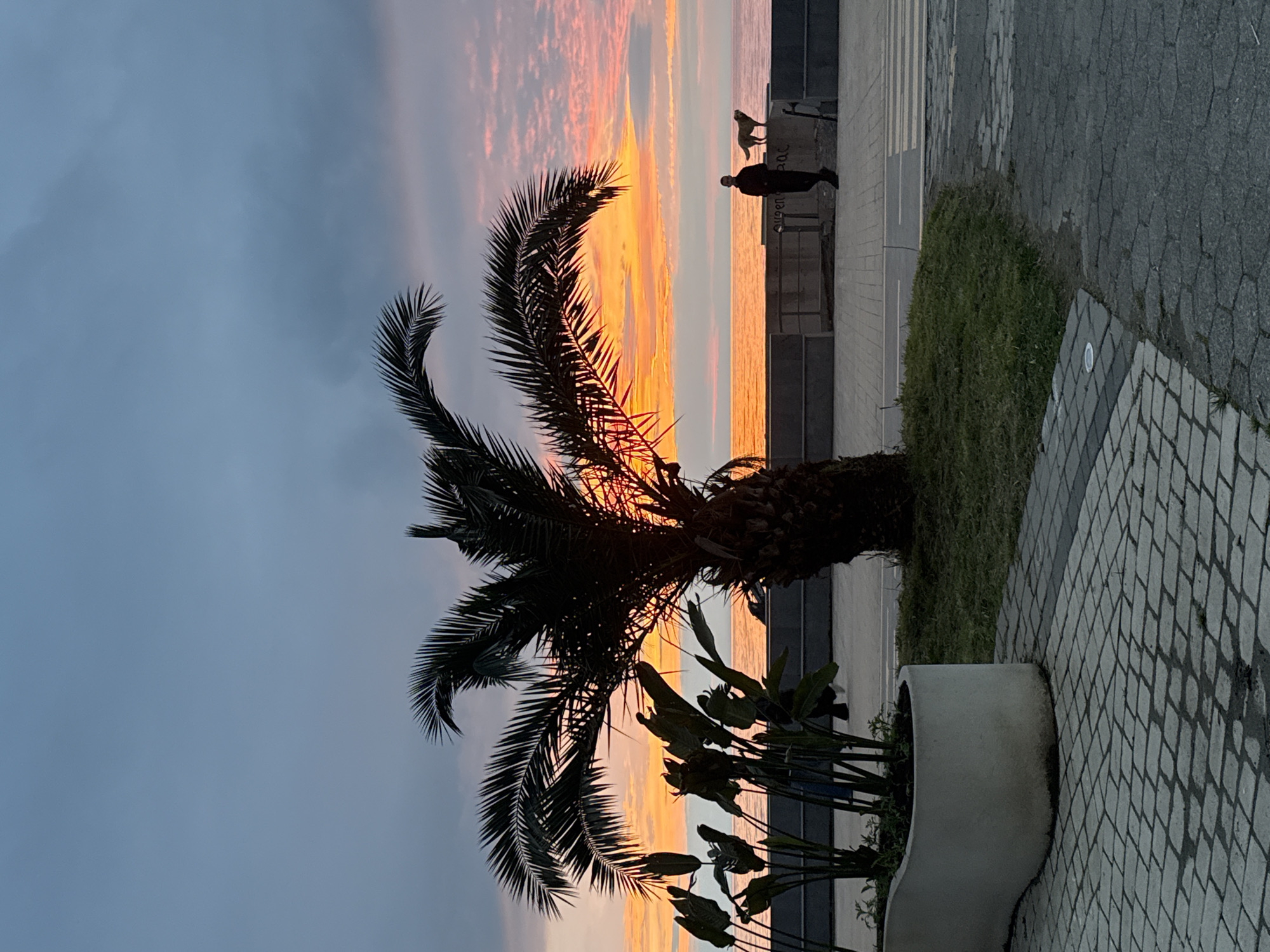 A sideways photograph captures a sunset scene at the Batumi Boulevard, a seafront park in Batumi, Georgia. Silhouetted against the sunset colors is a mature palm tree and a variety of plants in a large pot, placed on a gray-toned stone paved walkway. A green patch of ground lies between the walkway and a concrete wall. Atop the wall, silhouetted figures of a person and an animal, likely a dog, are visible. The sky is a blend of dark grays and oranges. The sea reflects the warm colors of the sunset.