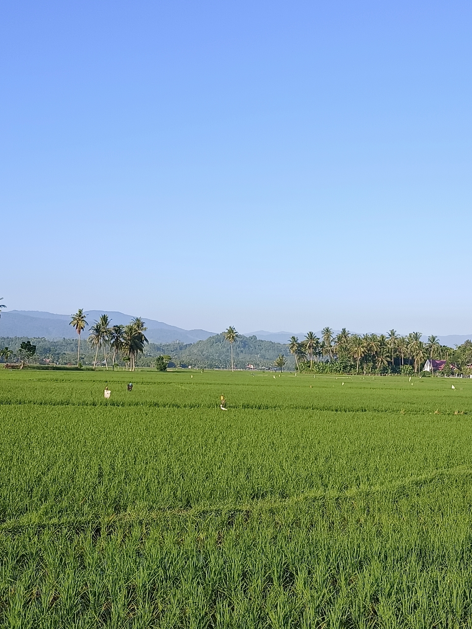 An outdoor, eye-level, medium shot captures a vast, verdant rice paddy under a clear, pale blue sky. In the foreground and mid-ground, the rice field stretches out in neat rows, a lush carpet of green. Scattered throughout the field are several scarecrows, serving their purpose of deterring birds. A few birds, one white with black wings, are also visible within the paddy.
In the background, a dense cluster of palm trees stands tall, their fronds swaying gently. Beyond the trees, rolling hills covered in vegetation form a hazy backdrop, culminating in distant, soft blue mountains under the bright sky. A few buildings with red roofs peek through the trees, suggesting a small settlement or village. The overall scene depicts a tranquil rural landscape in Kampung Jumpa, Indonesia, bathed in the clear light of day.