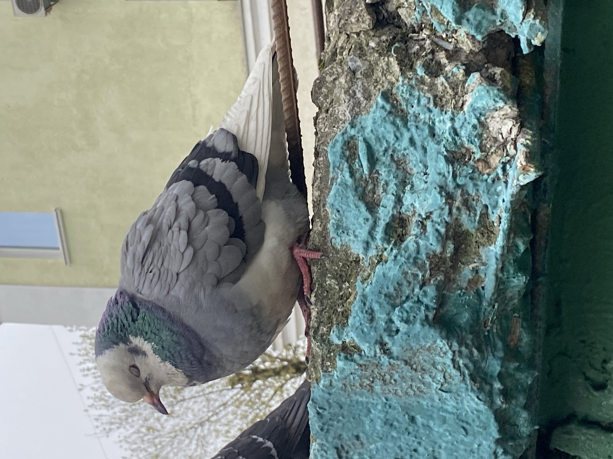 The image presents a close-up of a rock dove (pigeon) clinging to a textured, vertical surface. The pigeon is primarily grey, with distinctive darker grey bands on its wings and iridescent green and purple feathers adorning its neck. Its pinkish-red feet are firmly gripping the rough material. With its head tilted downwards and eyes appearing closed or nearly closed, the pigeon conveys a sense of calm, rest, or sleepiness. A second pigeon is partially visible and out of focus at the bottom of the frame.
The vertical surface the pigeon is attached to appears to be a weathered concrete pillar or wall. It features prominent patches of faded, light blue (turquoise) paint, which are chipped and worn, exposing the underlying darker, rough grey-brown material. A section of what looks like rebar or a similar structural element is visible vertically between the pigeon and the painted wall.
The background reveals a light yellow or beige building wall, with an air conditioning unit mounted high on it, suggesting an urban setting. Below, the background is softly blurred, showing lighter hues, possibly an overcast sky or another light-colored structure, interspersed with indistinct tree branches. The overall lighting is soft and diffused, typical of an overcast day or indirect light. This scene captures a tranquil moment of urban wildlife in Moscow, Russia. There is no visible text in the image.