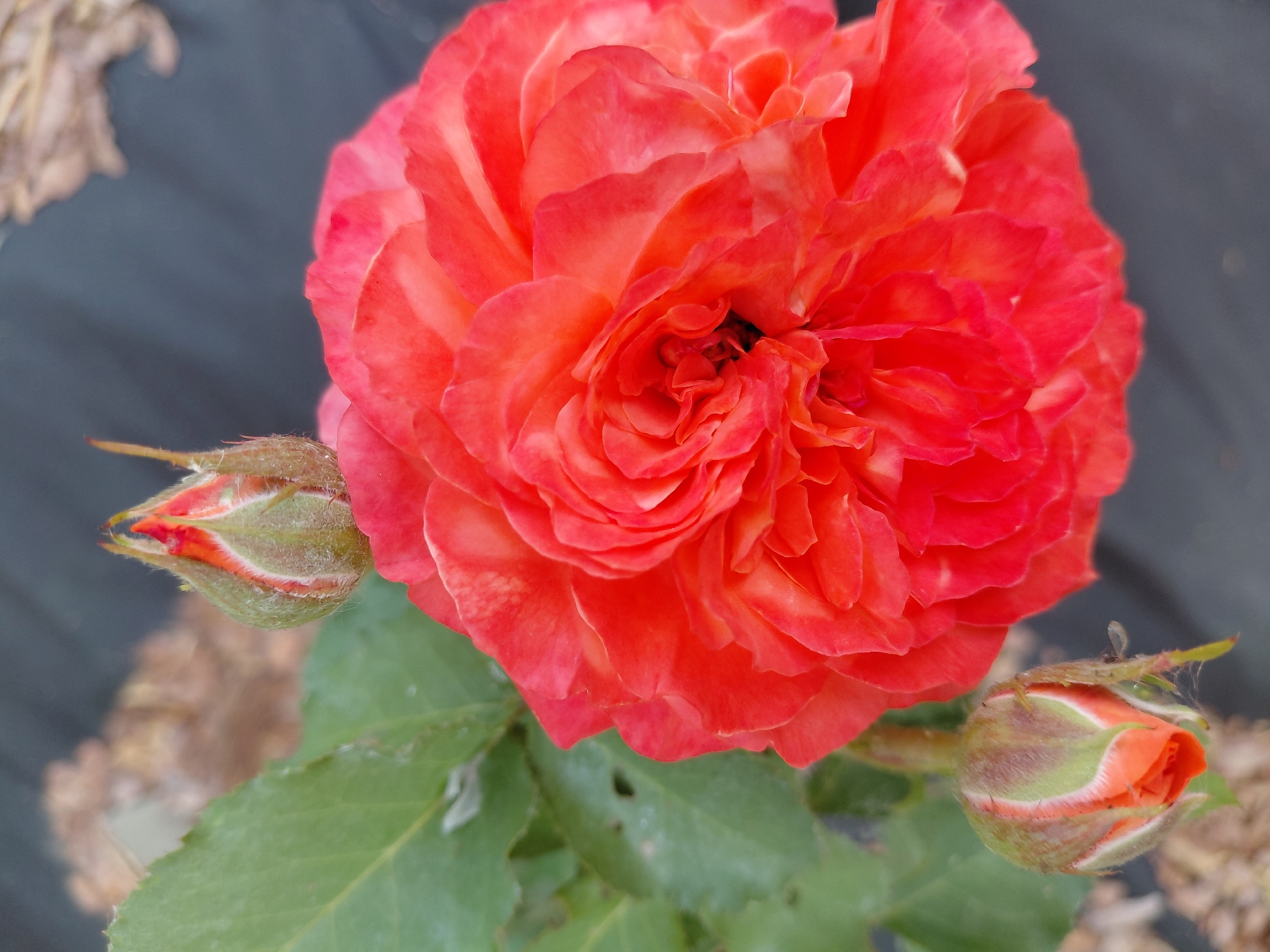 The image is a close-up, overhead shot of a vibrant orange rose. The rose is in full bloom, with many ruffled petals layered densely in the center. Two rosebuds are visible, one to the left and one to the right of the main bloom. The buds are smaller and still tightly closed, with green sepals tinged with red at the tips. The rose and buds are set against a dark, out-of-focus background that appears to be a garden setting, with some dried leaves and green foliage also blurred in the background. The lighting suggests it is daytime, likely outdoors. The overall mood is natural and peaceful, focusing on the beauty of the blooming flowers. No text is visible in the image.