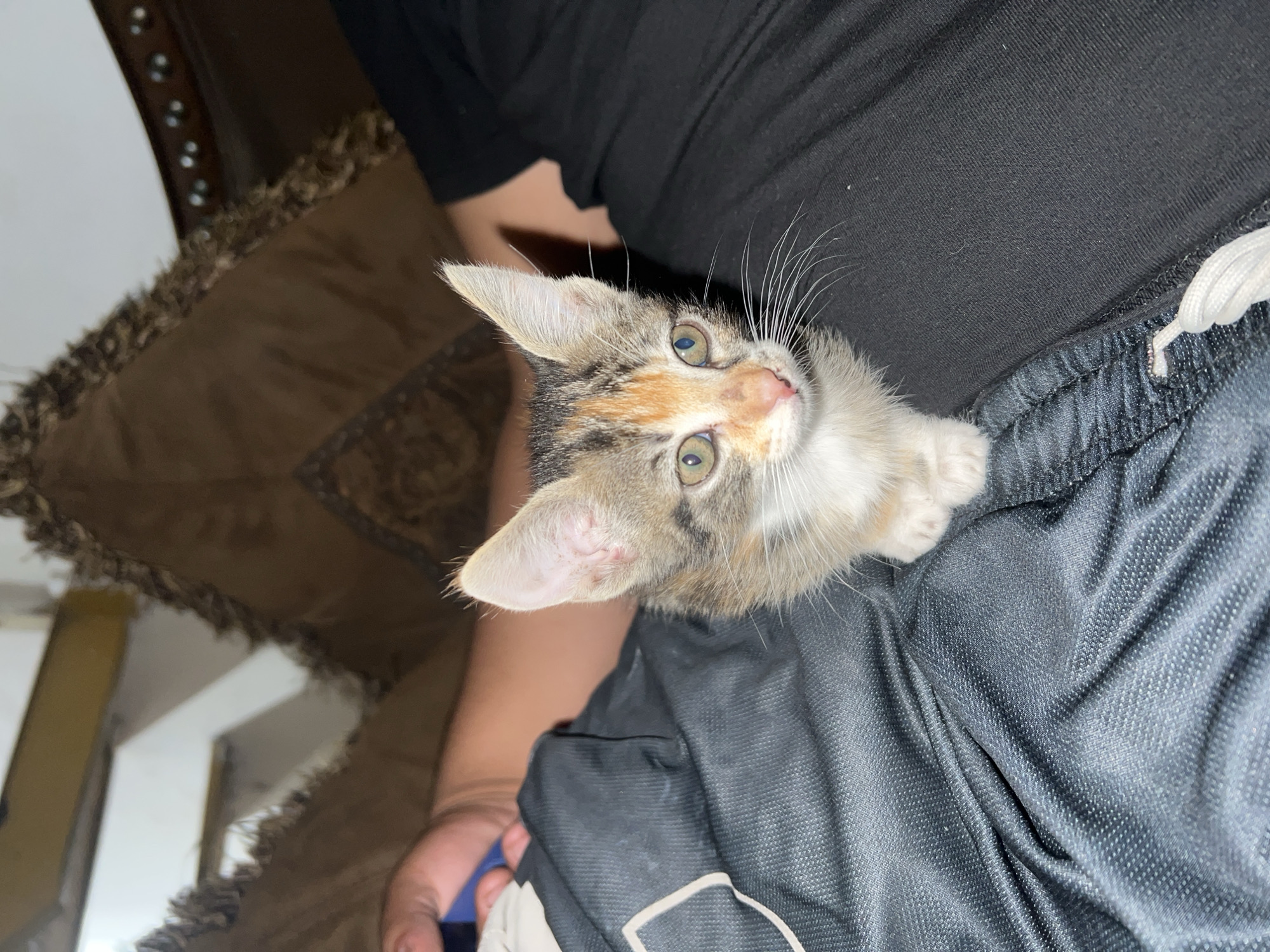 A close-up shot shows a calico kitten perched on a person's lap, looking directly at the camera. The person is wearing black clothing and what appears to be athletic shorts with a white drawstring. The background includes a brown, upholstered piece of furniture. The location is unknown.