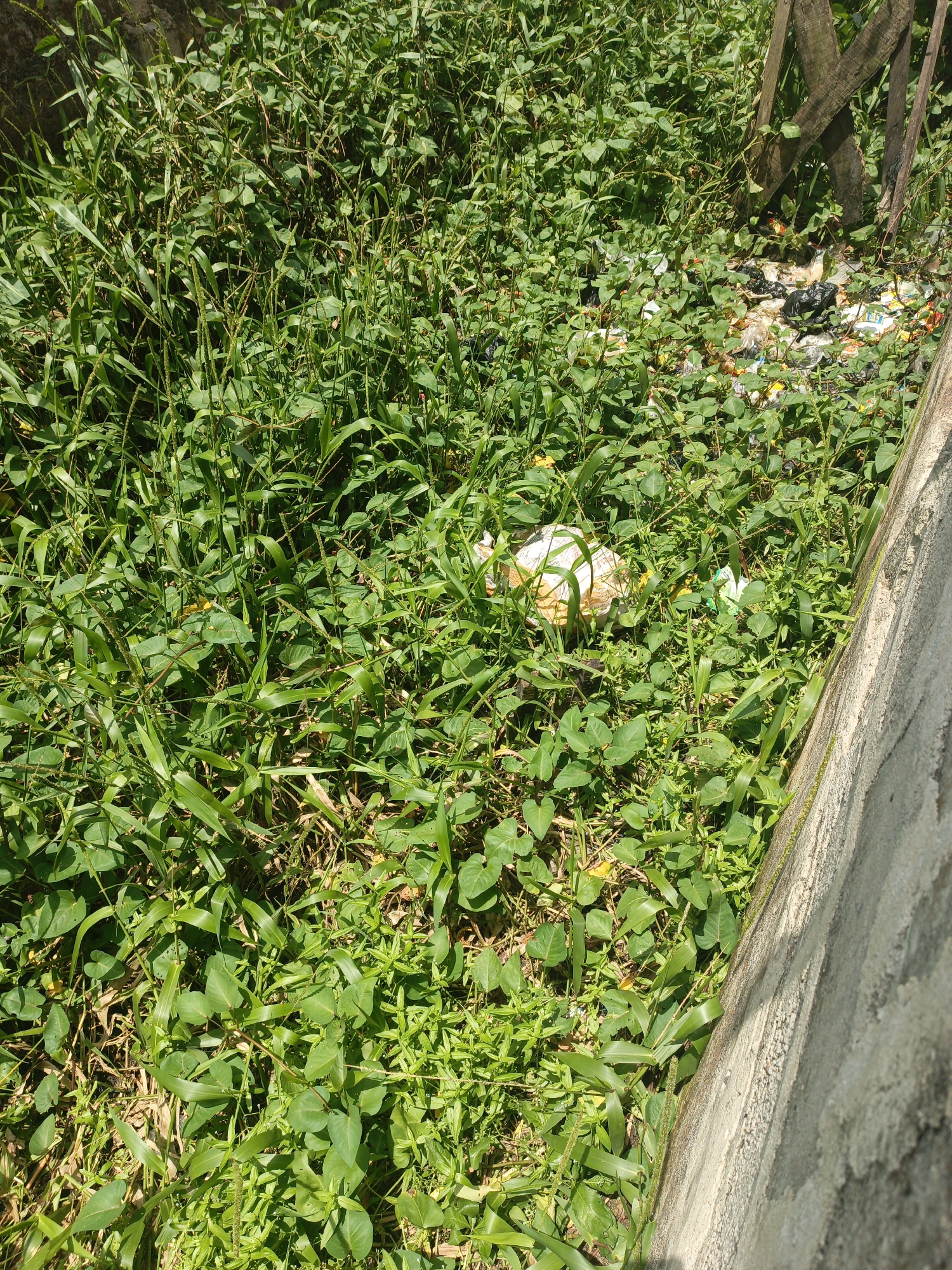 A close-up, full sunlight shot of a trash-filled, overgrown area adjacent to a concrete structure. The foreground is dominated by lush green vegetation, including various types of grasses and leafy plants. Scattered among the plants are pieces of white and colored trash, partially concealed by the foliage. In the background, more substantial piles of waste are visible. A dilapidated wooden structure rests against the vegetation and the trash in the upper right quadrant. A concrete wall rises in the lower right quadrant of the image. The image suggests an area of neglect and improper waste disposal. Location: Unknown, Unknown.