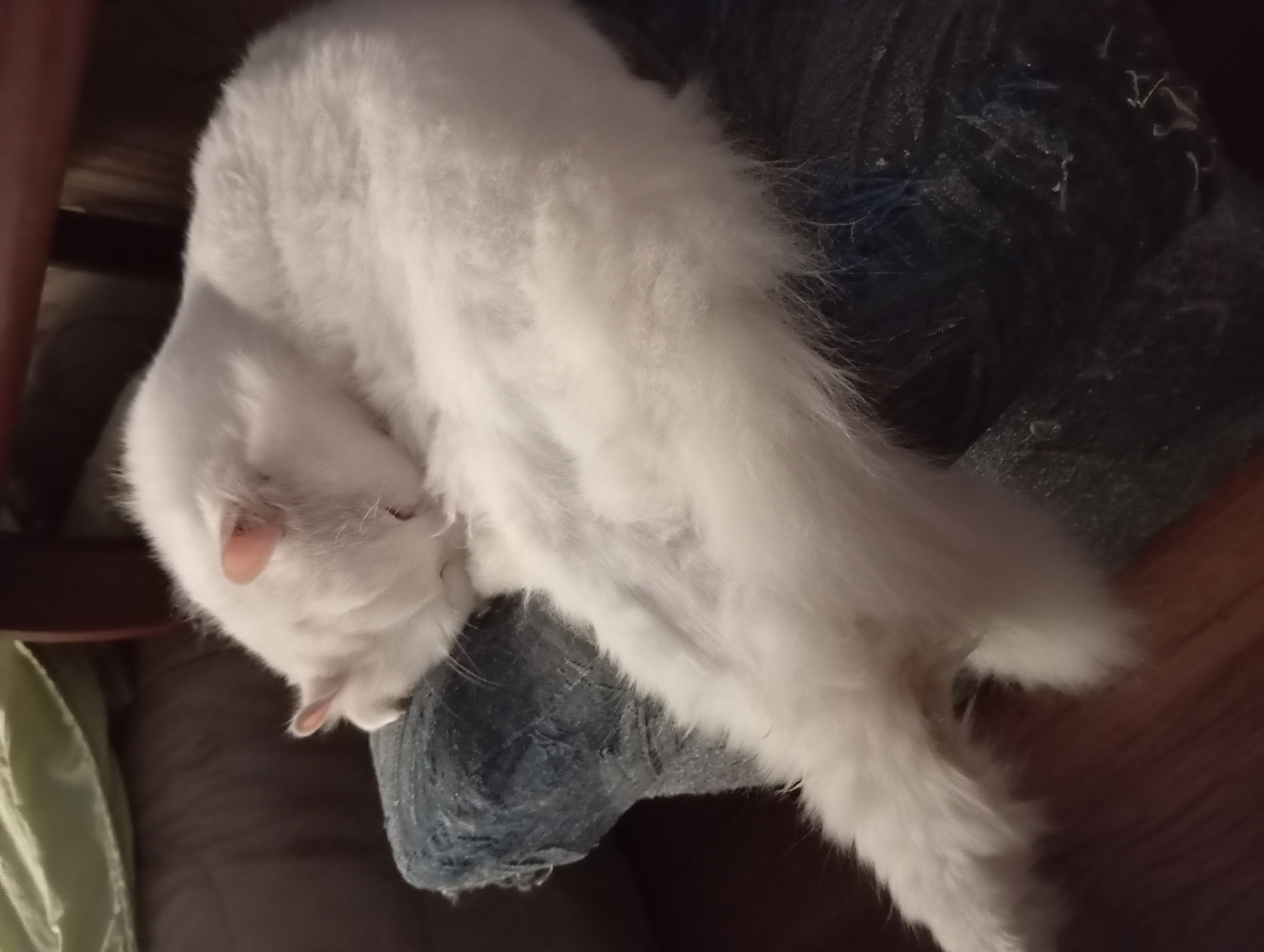 A fluffy white cat sleeps curled up on a pair of ripped blue jeans. The cat is positioned on a person's lap, with its head tucked into its body. The jeans appear to be worn and have holes in them. The background is blurred, but suggests an indoor setting with wooden flooring and furniture. The image does not provide any information about the location in the city of Aktau, Kazakhstan.